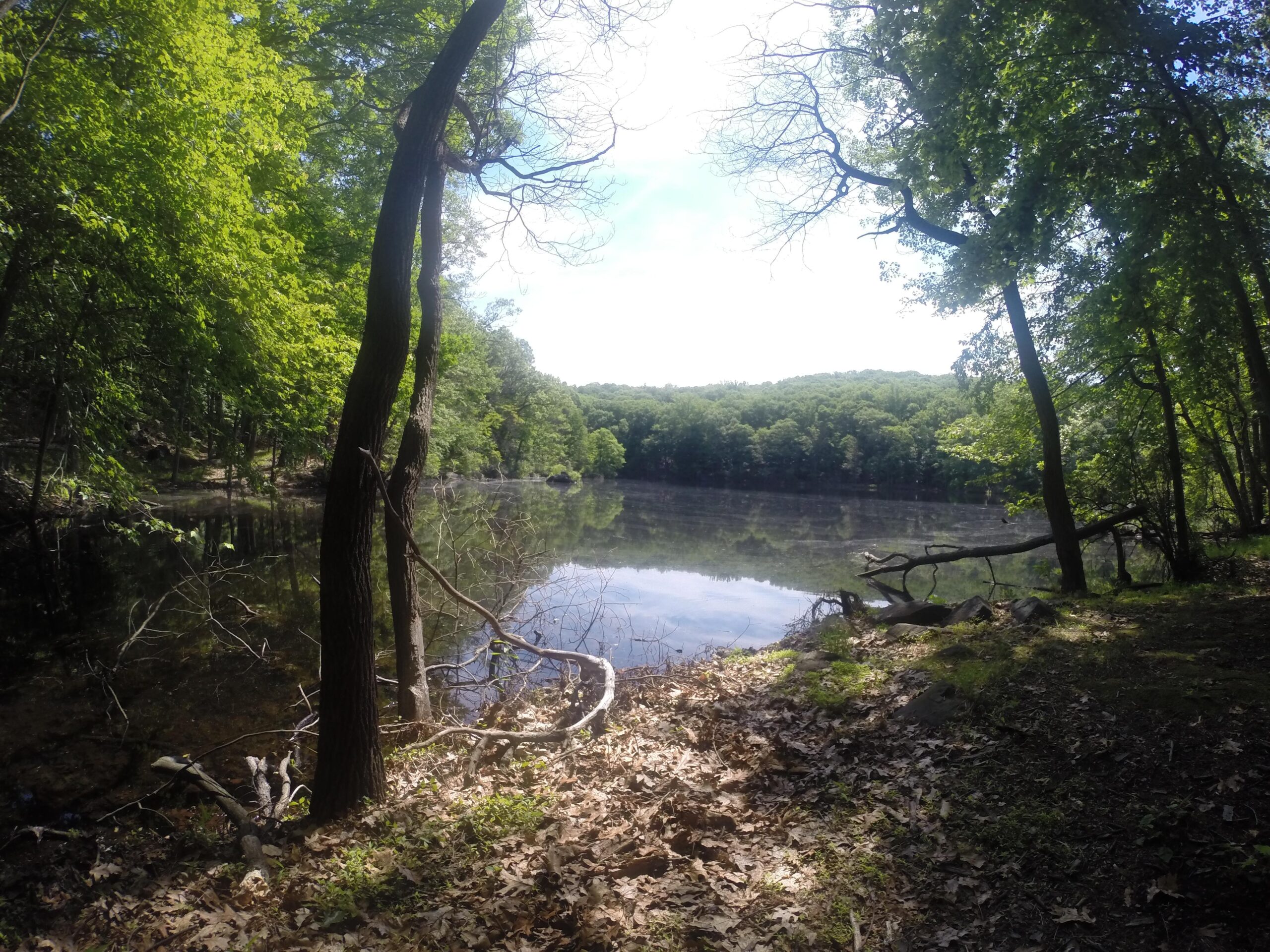 A serene lakeside view surrounded by lush green trees, with sunlight reflecting off the calm water. The shoreline features a mix of leaves and branches, creating a tranquil natural setting. Blue Mountain Reservation mountain bike trail.