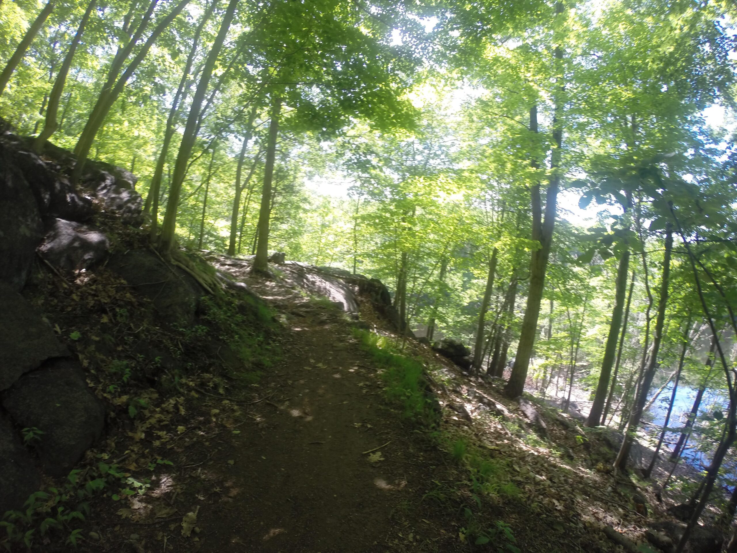 A forested hiking path winding through lush green trees, with sunlight filtering through the leaves. Rocky terrain is visible on one side alongside a clear water body in the background. Blue Mountain Reservation mountain bike trail.