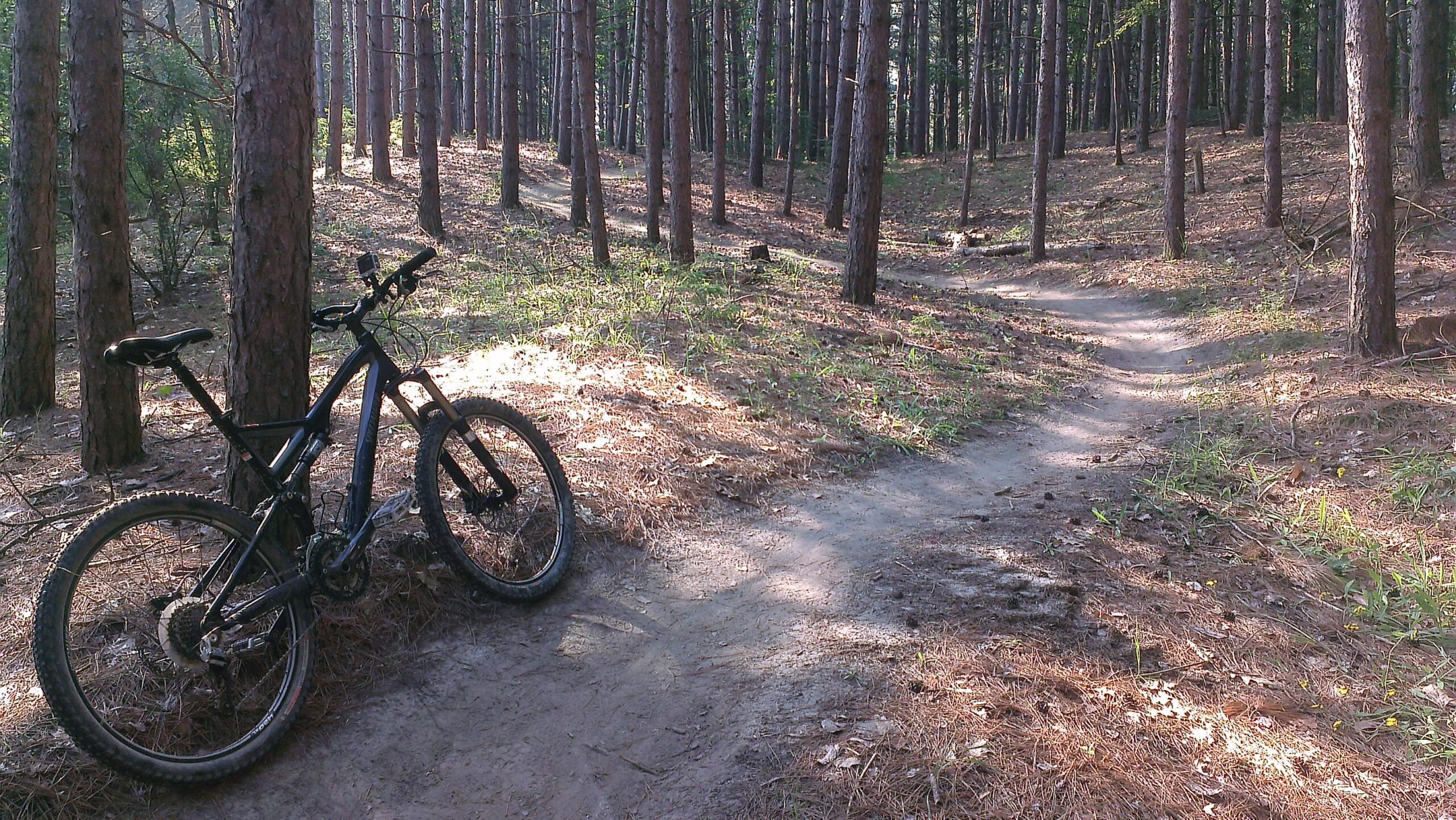 A mountain bike leaning against a tree in a sunlit forest, surrounded by tall pine trees and a dirt trail winding through the underbrush. Palgrave Trail mountain bike trail.