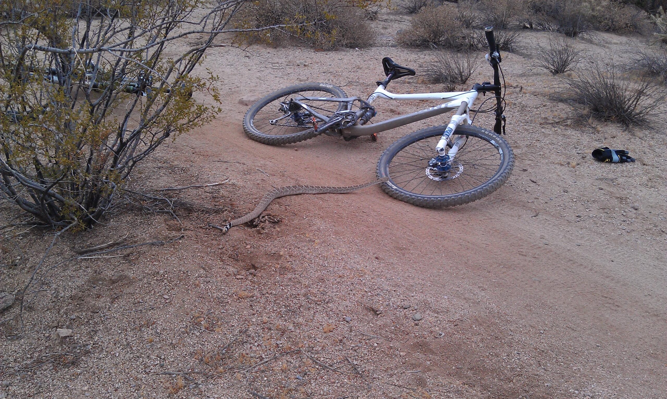 A mountain bike resting on a dirt trail, with a snake slithering nearby on the ground. Surrounding the bike are sparse bushes and desert vegetation. Hawes Loop mountain bike trail.