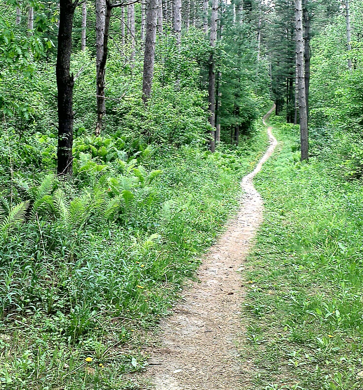 Winding dirt path through a lush forest, flanked by green ferns and tall trees under a cloudy sky. Durham Forest mountain bike trail.