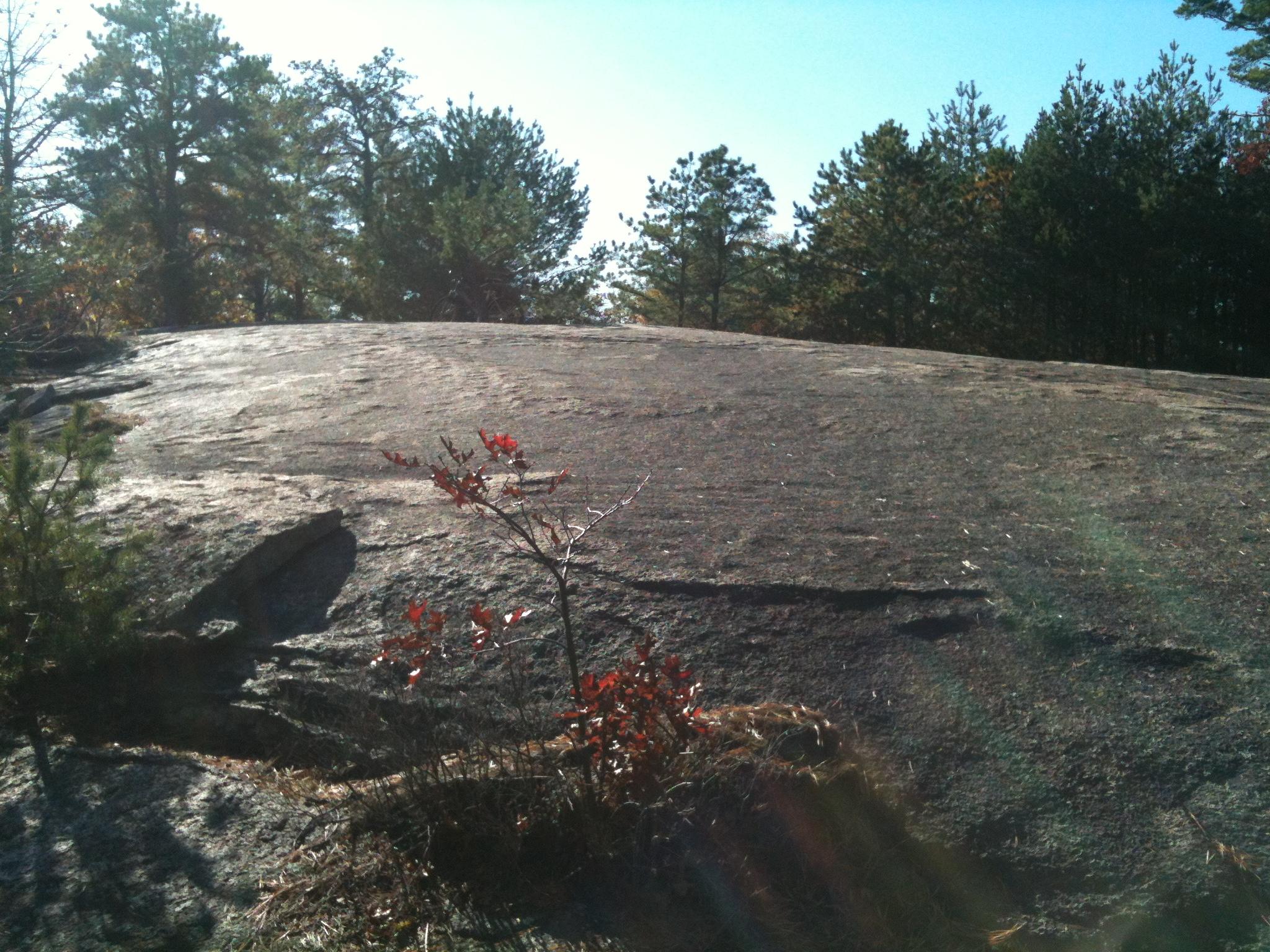 A smooth, sunlit rock surface in a natural setting, with sparse vegetation and scattered trees in the background. The scene features a small shrub with reddish leaves growing near the base of the rock, surrounded by patches of grass. Lynn Woods Reservation mountain bike trail.