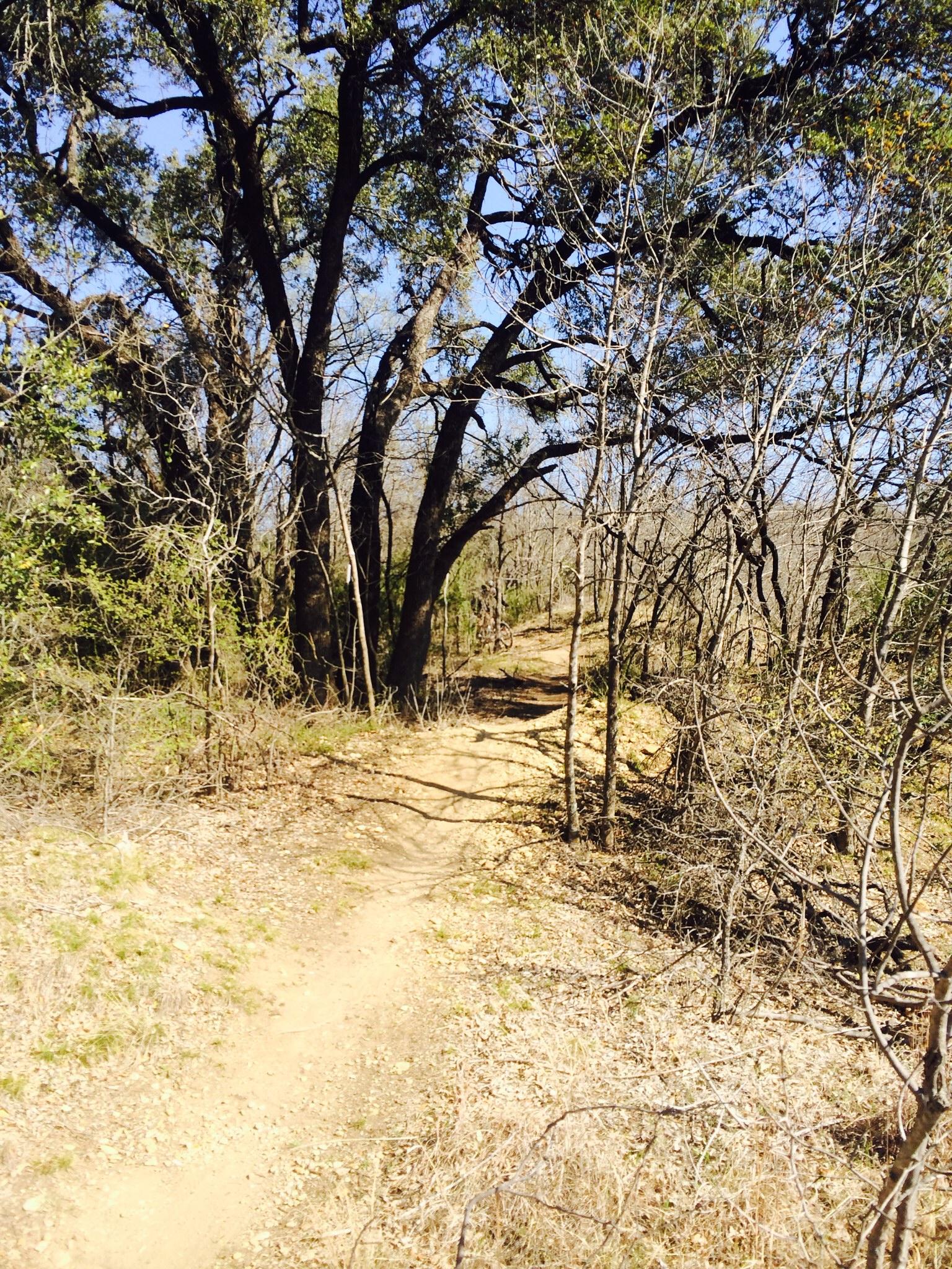 A narrow dirt trail winding through a wooded area with tall trees and sparse underbrush under a clear blue sky. Gateway Park mountain bike trail.