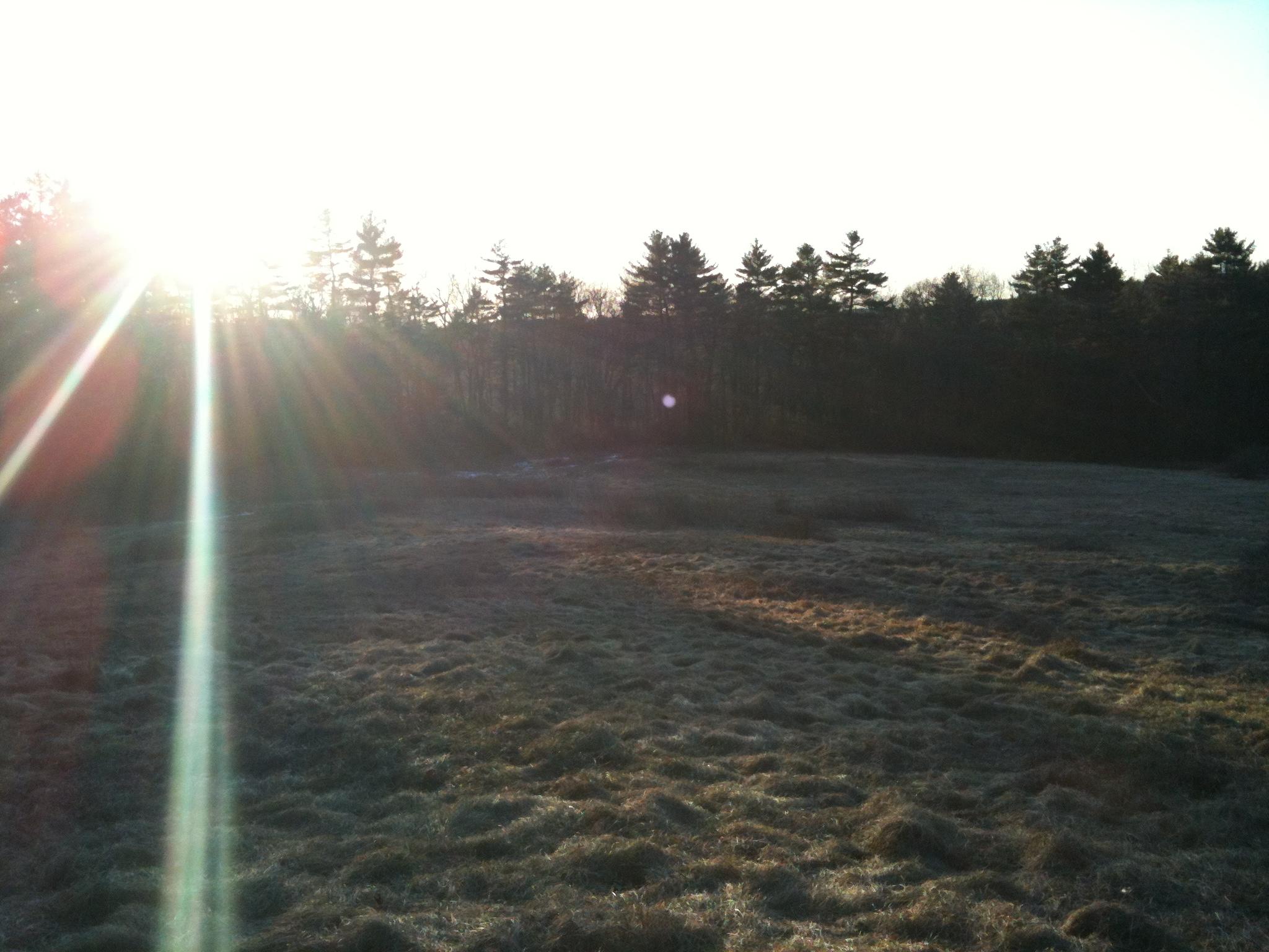 A sunlit landscape showing a grassy field with dew-covered ground in the foreground and a line of trees in the background. The sun's rays create a warm glow, indicating either sunrise or sunset. Callahan State Park mountain bike trail.