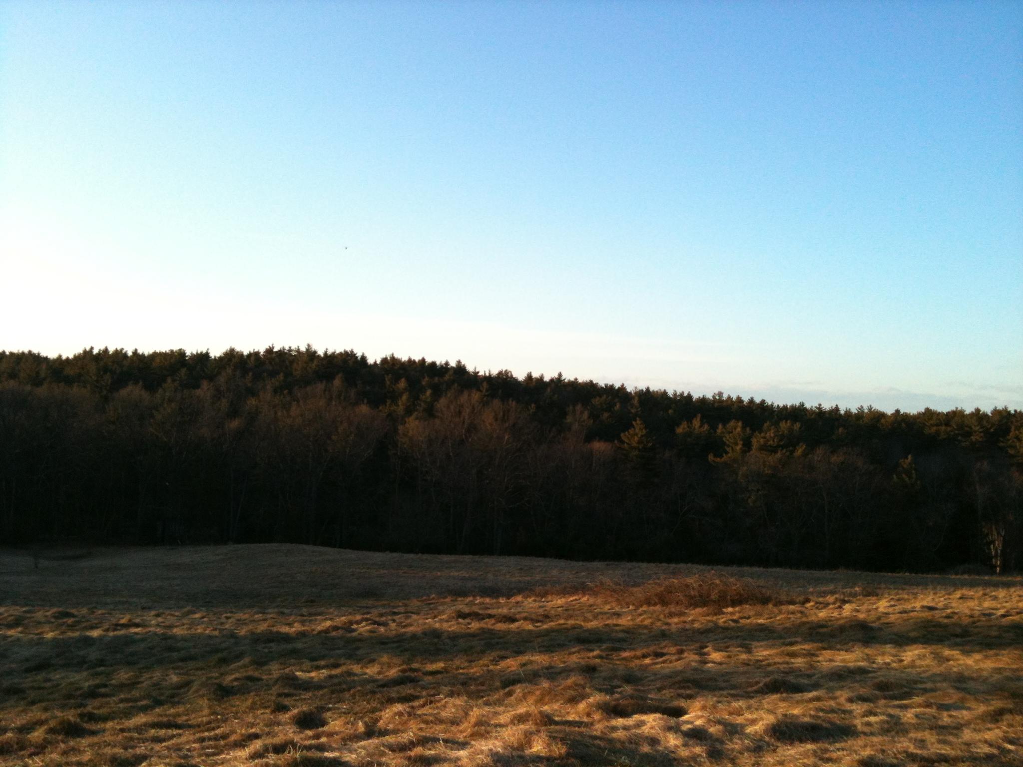 A serene landscape featuring a grassy field in the foreground, leading up to a forested area in the background under a clear blue sky. The scene captures the tranquility of nature, with gentle hills and a mix of trees. Callahan State Park mountain bike trail.