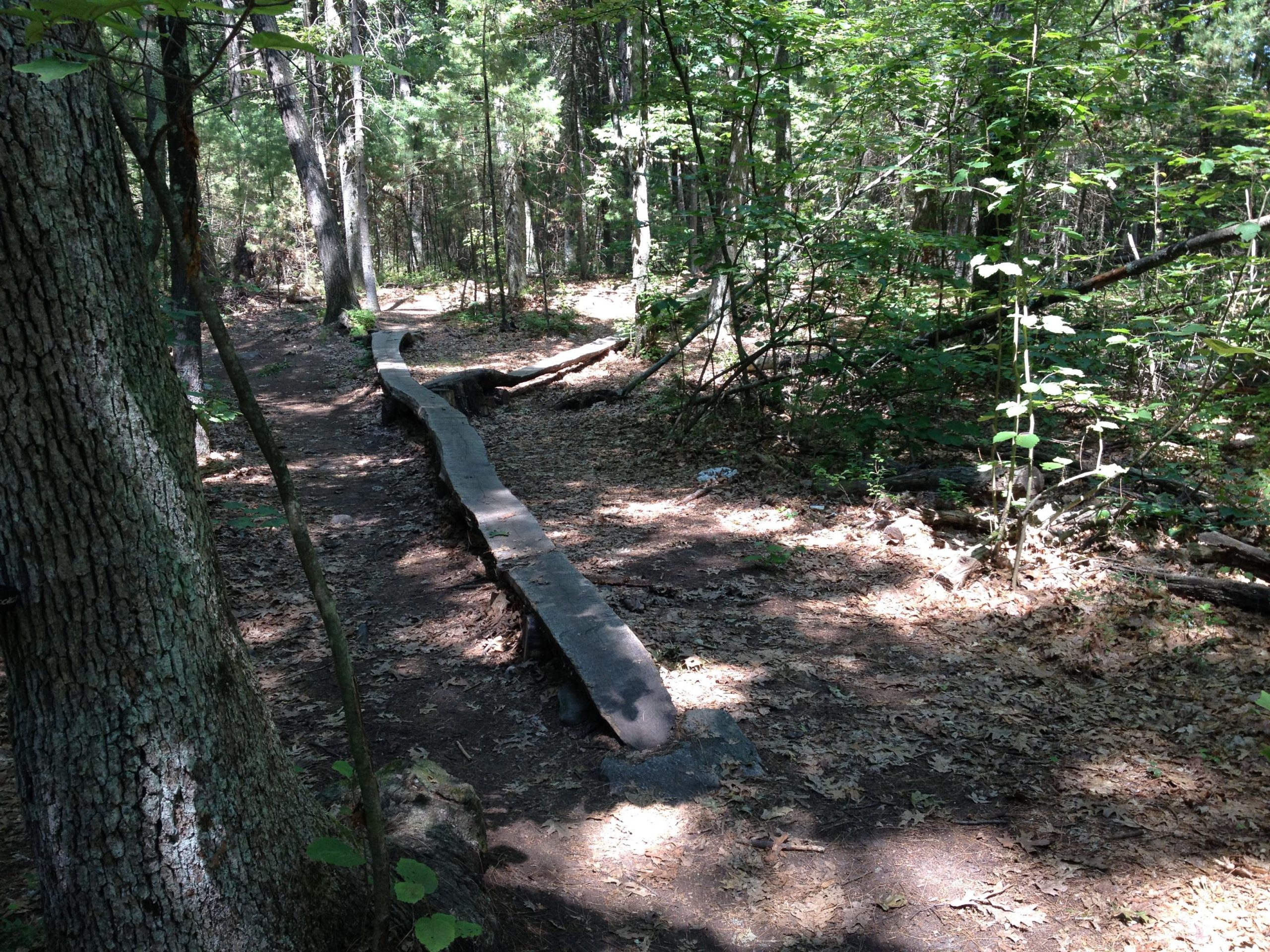 A narrow winding trail made of wooden planks leading through a lush, green forest. Sunlight filters through the trees, casting dappled shadows on the ground covered with fallen leaves. Lowell-Dracut-Tyngsborough State Forest mountain bike trail.