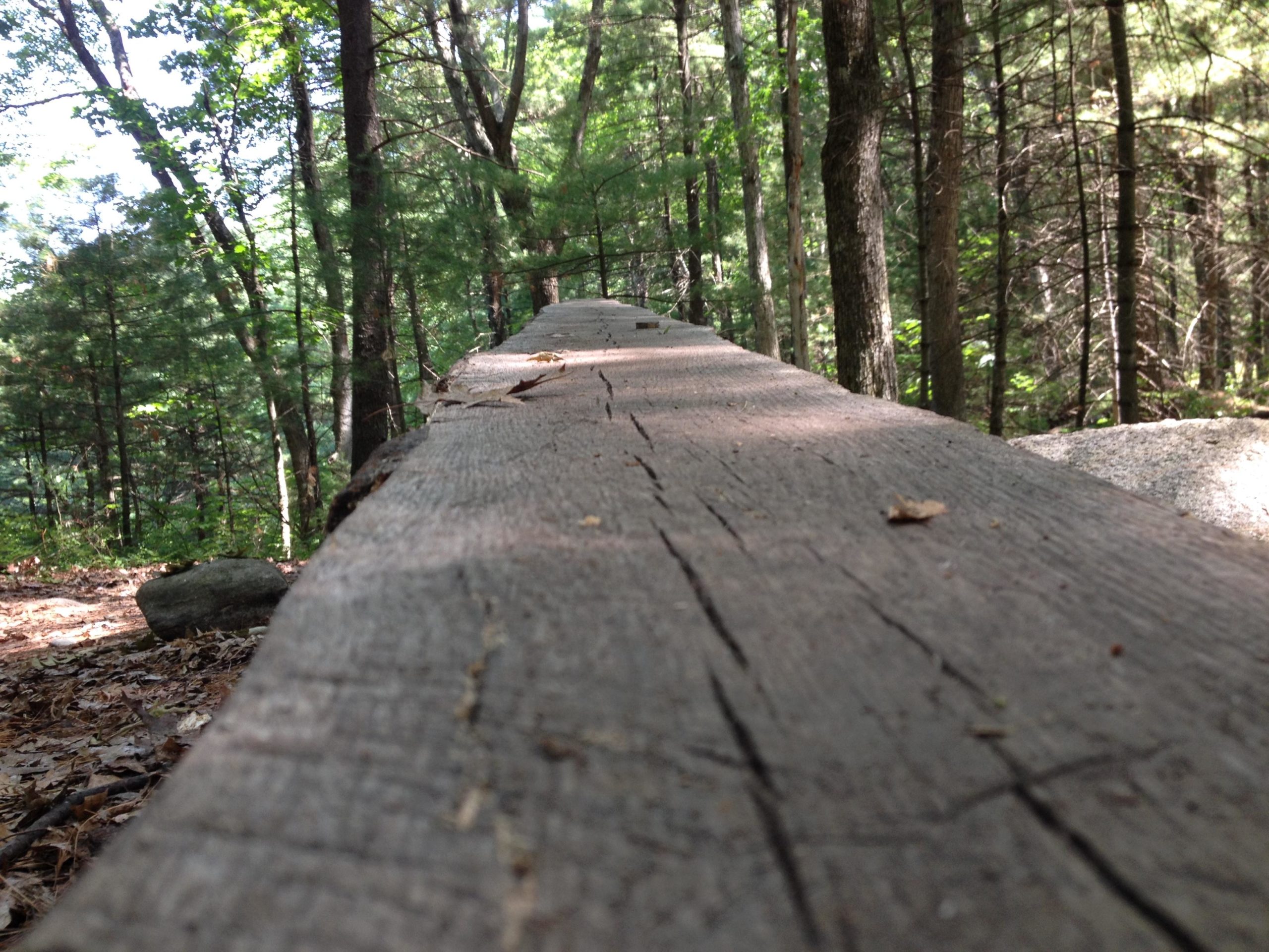 A close-up view of a weathered wooden beam resting on the forest floor, surrounded by trees and dappled sunlight. The beam shows signs of age with cracks and leaves scattered on it, while the lush greenery of the forest can be seen in the background. Lowell-Dracut-Tyngsborough State Forest mountain bike trail.
