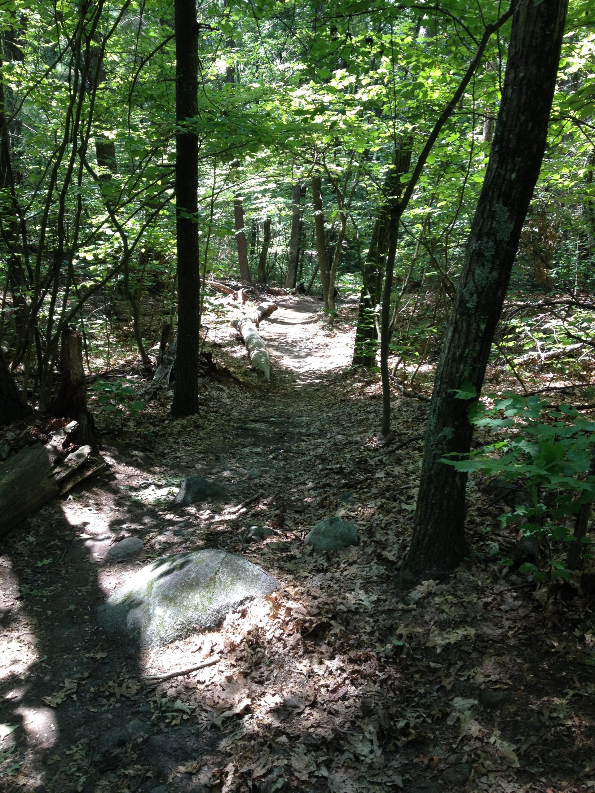 A narrow dirt path winding through a wooded area, surrounded by tall trees and greenery. Sunlight filters through the leaves, casting dappled shadows on the ground covered with fallen leaves and scattered rocks. Lowell-Dracut-Tyngsborough State Forest mountain bike trail.