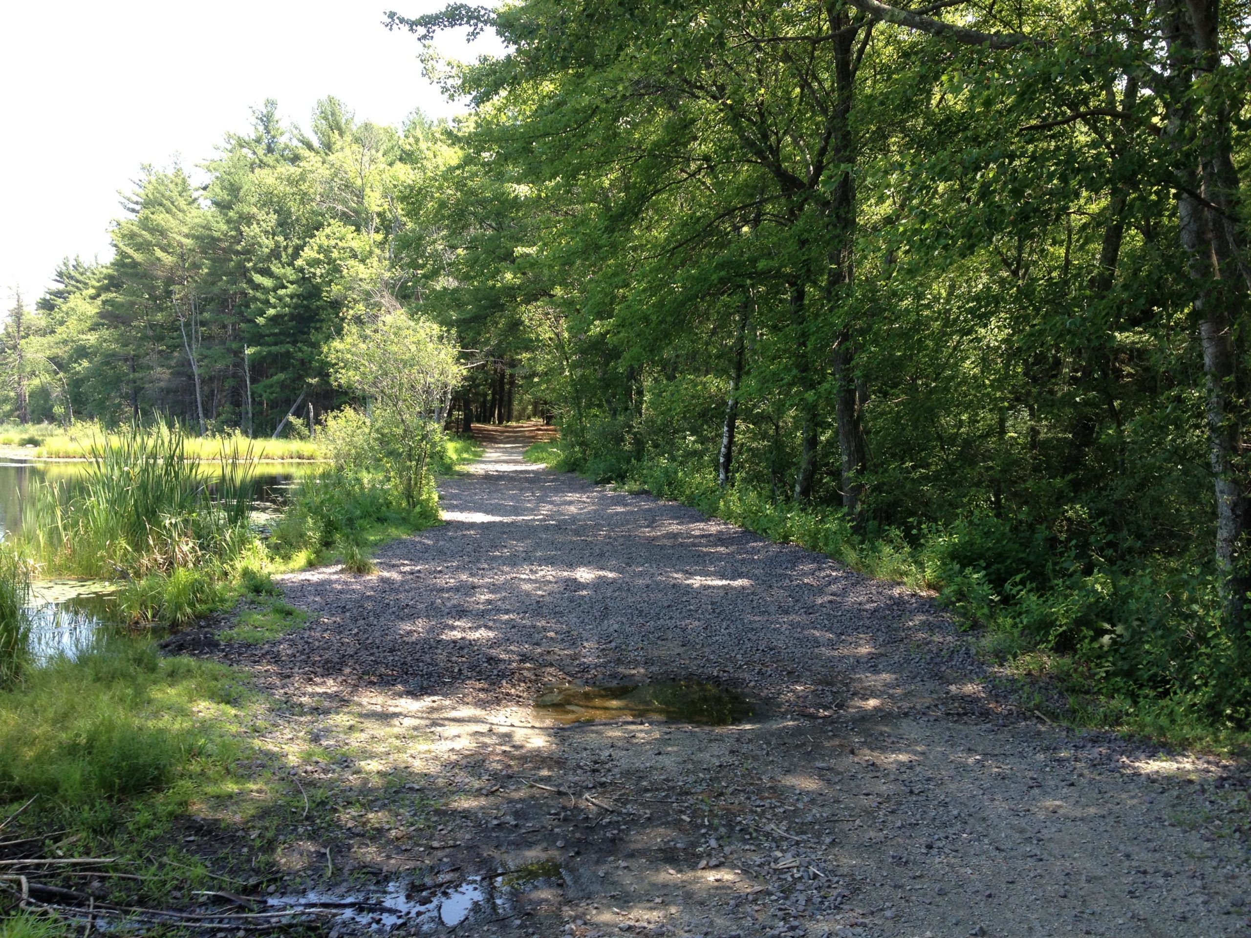A dirt path bordered by lush greenery and a calm body of water, with trees lining the sides. The scene is bright and sunny, creating a peaceful, natural setting. Lowell-Dracut-Tyngsborough State Forest mountain bike trail.