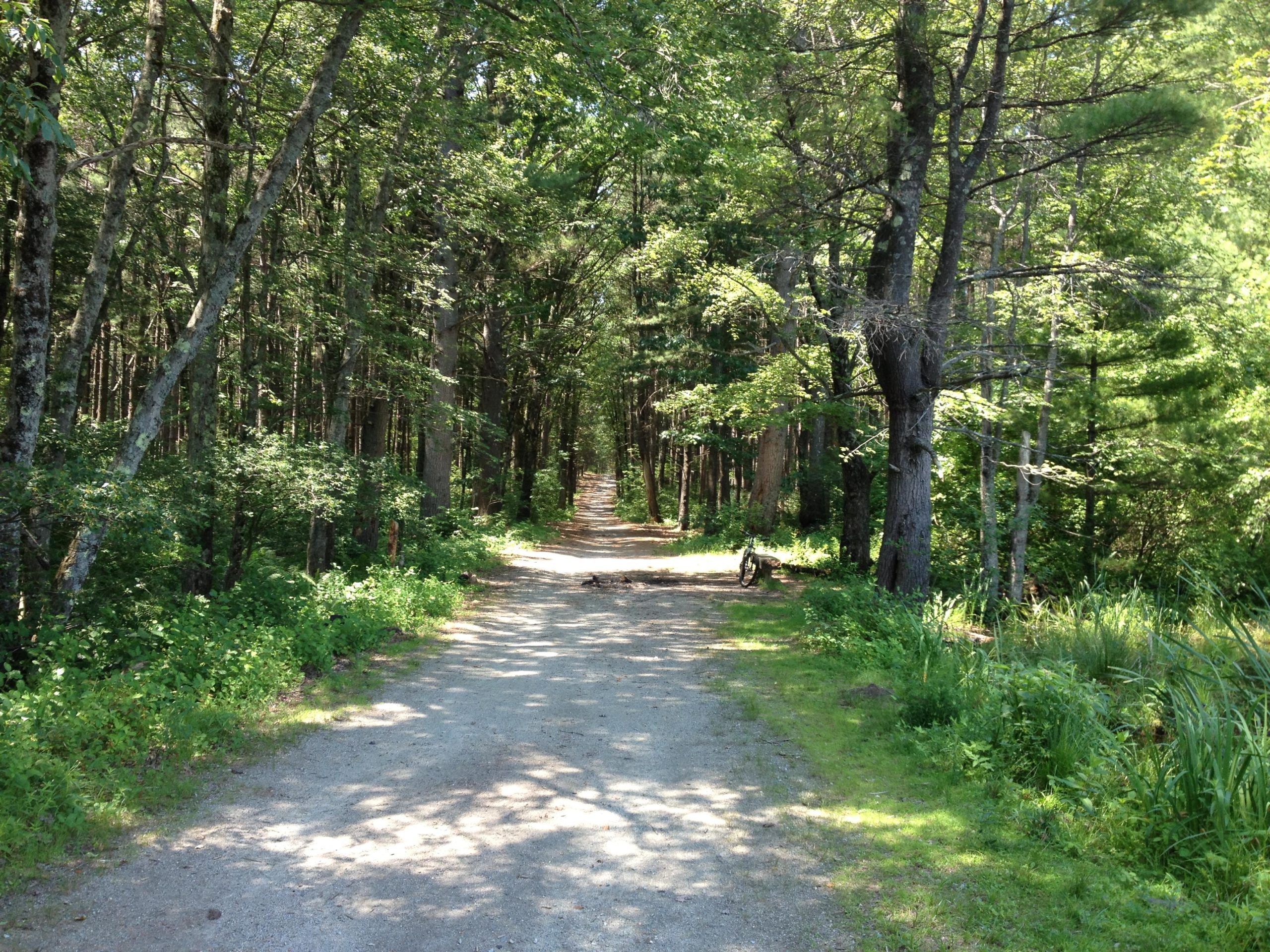 A serene gravel pathway winding through a lush, green forest, surrounded by trees and plants, dappled sunlight filtering through the leaves. Lowell-Dracut-Tyngsborough State Forest mountain bike trail.