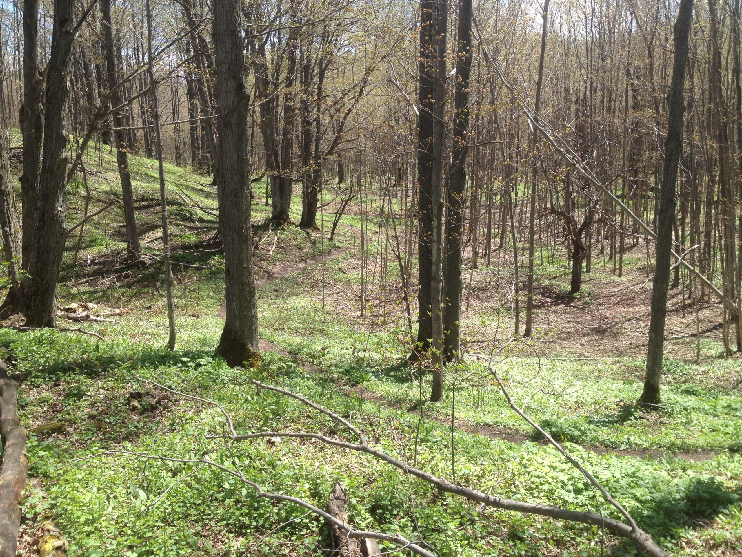 A tranquil forest scene featuring tall trees with budding leaves, a carpet of green ground cover, and sunlight filtering through the branches. A winding path can be seen in the background, suggesting a natural area in the early stages of spring. 3- Stages mountain bike trail.
