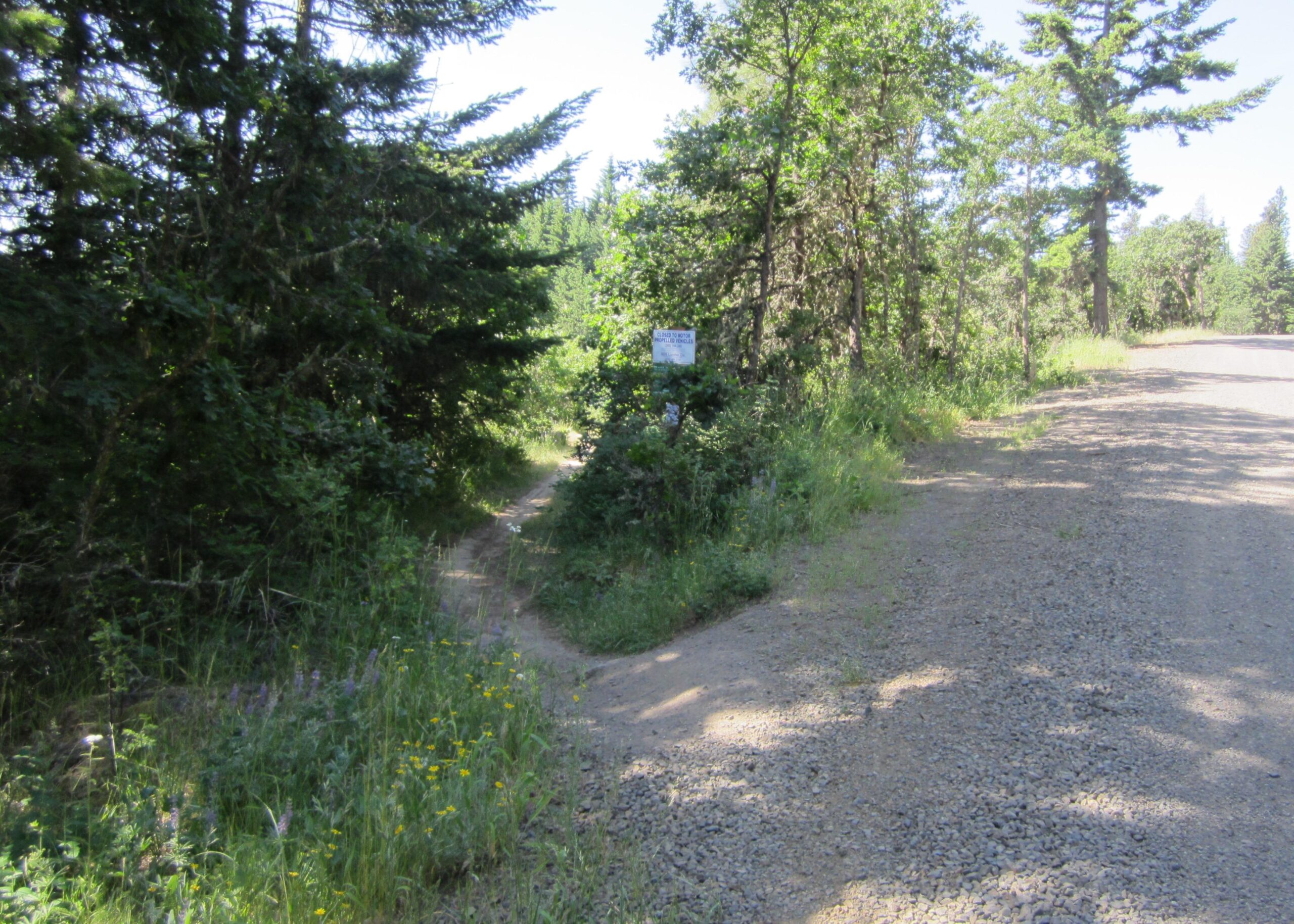 A gravel road diverging into two paths, with one leading into a wooded area and the other continuing along the main road. Lush greenery, including tall grass and wildflowers, borders the paths, with trees providing shade. A sign is visible near the junction, partially obscured by foliage. Whoopdee mountain bike trail.