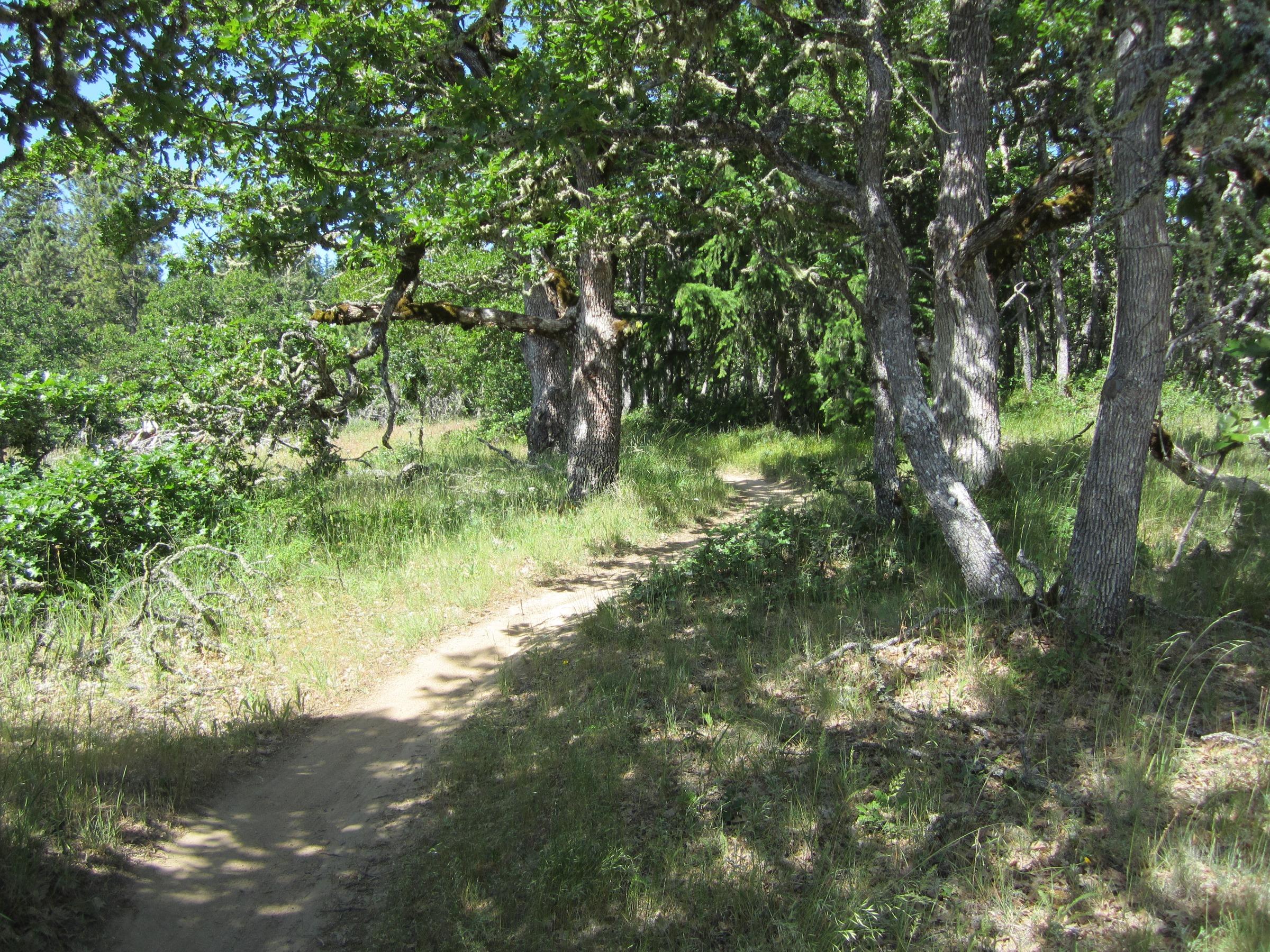 A winding dirt path leads through a sunny forest clearing, surrounded by lush greenery and tall trees. The scene captures a peaceful and natural environment, with dappled sunlight filtering through the leaves. Whoopdee mountain bike trail.