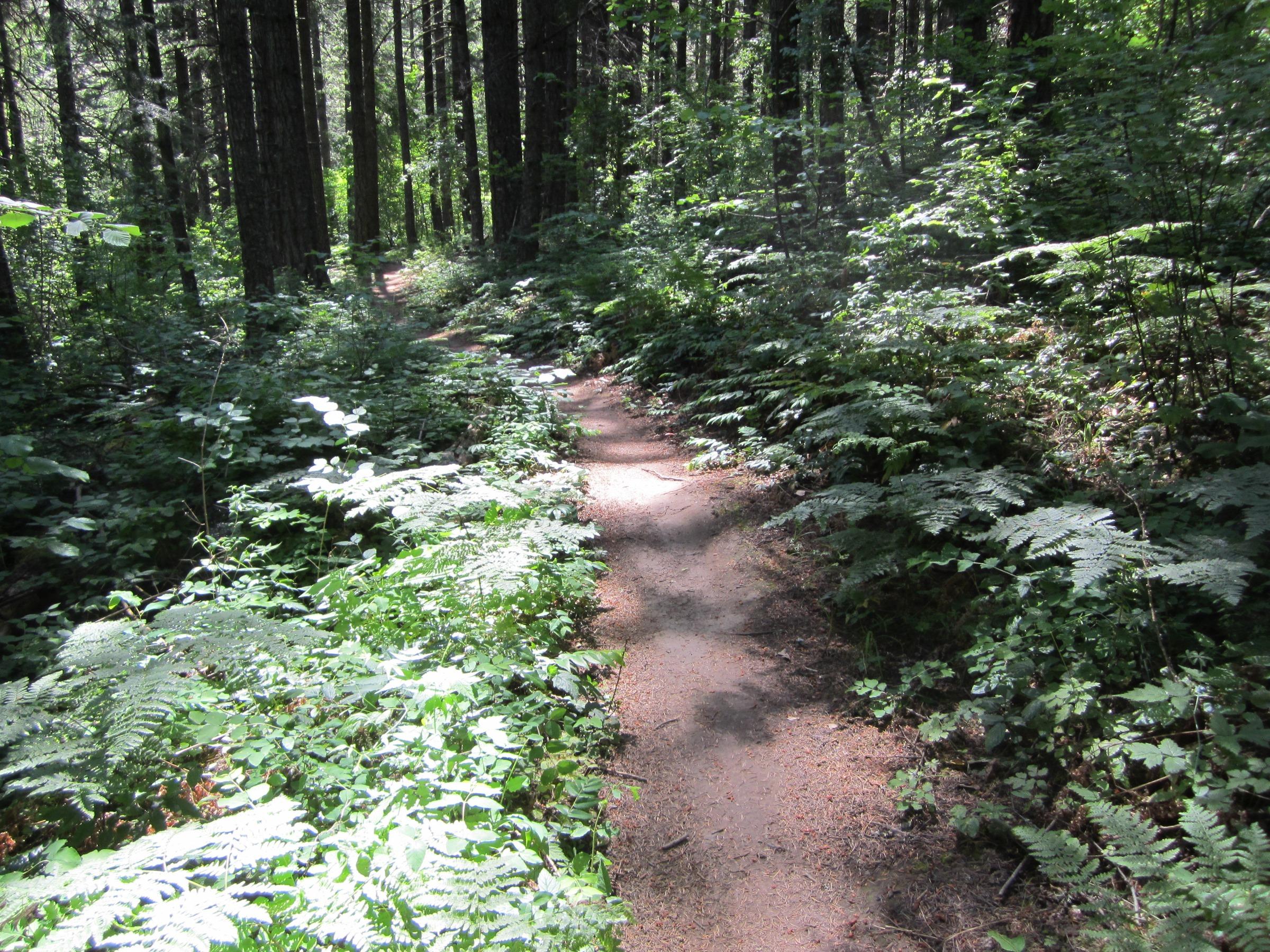 A winding dirt path surrounded by lush green ferns and trees in a sunlit forest setting. The trail is framed by dense foliage, creating a tranquil and inviting atmosphere for outdoor exploration. Whoopdee mountain bike trail.