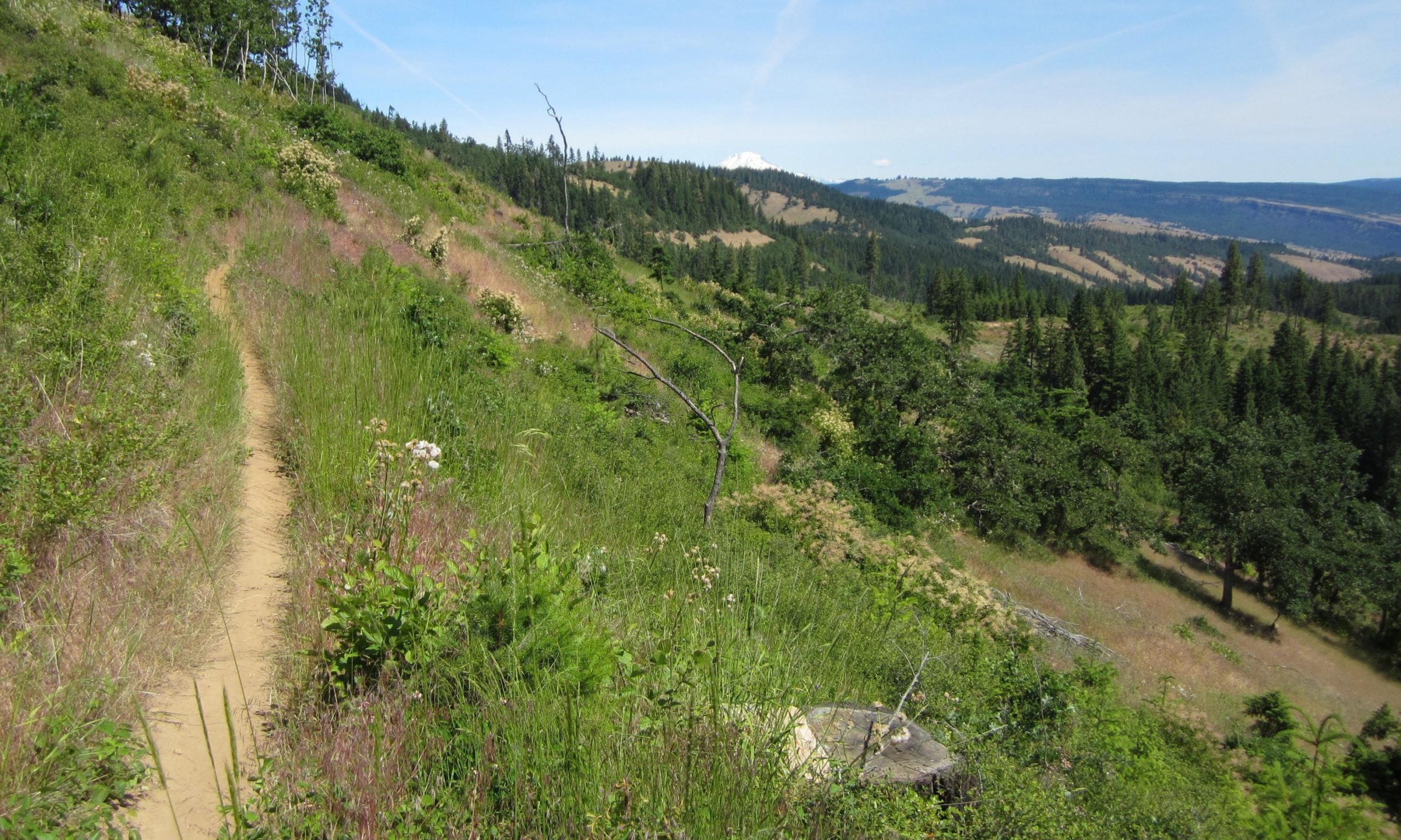 A scenic view of a hiking trail winding through a lush, green hillside. The path is bordered by tall grasses and various flowering plants, leading towards distant mountains under a clear blue sky. The landscape features scattered trees and rolling hills, creating a tranquil natural setting. Whoopdee mountain bike trail.