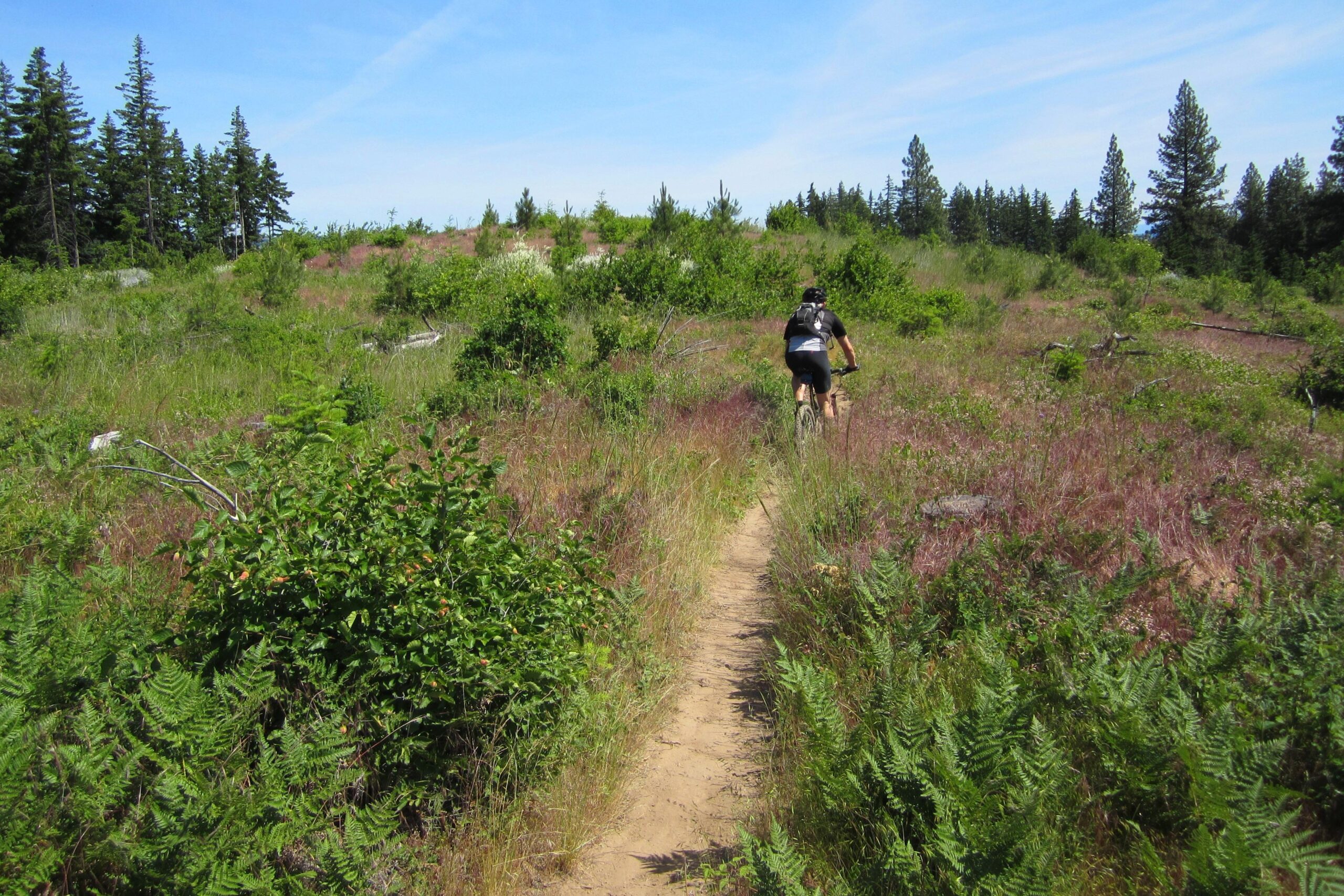 A mountain biker riding along a narrow dirt trail through lush green and purple vegetation, surrounded by tall trees under a clear blue sky. Whoopdee mountain bike trail.