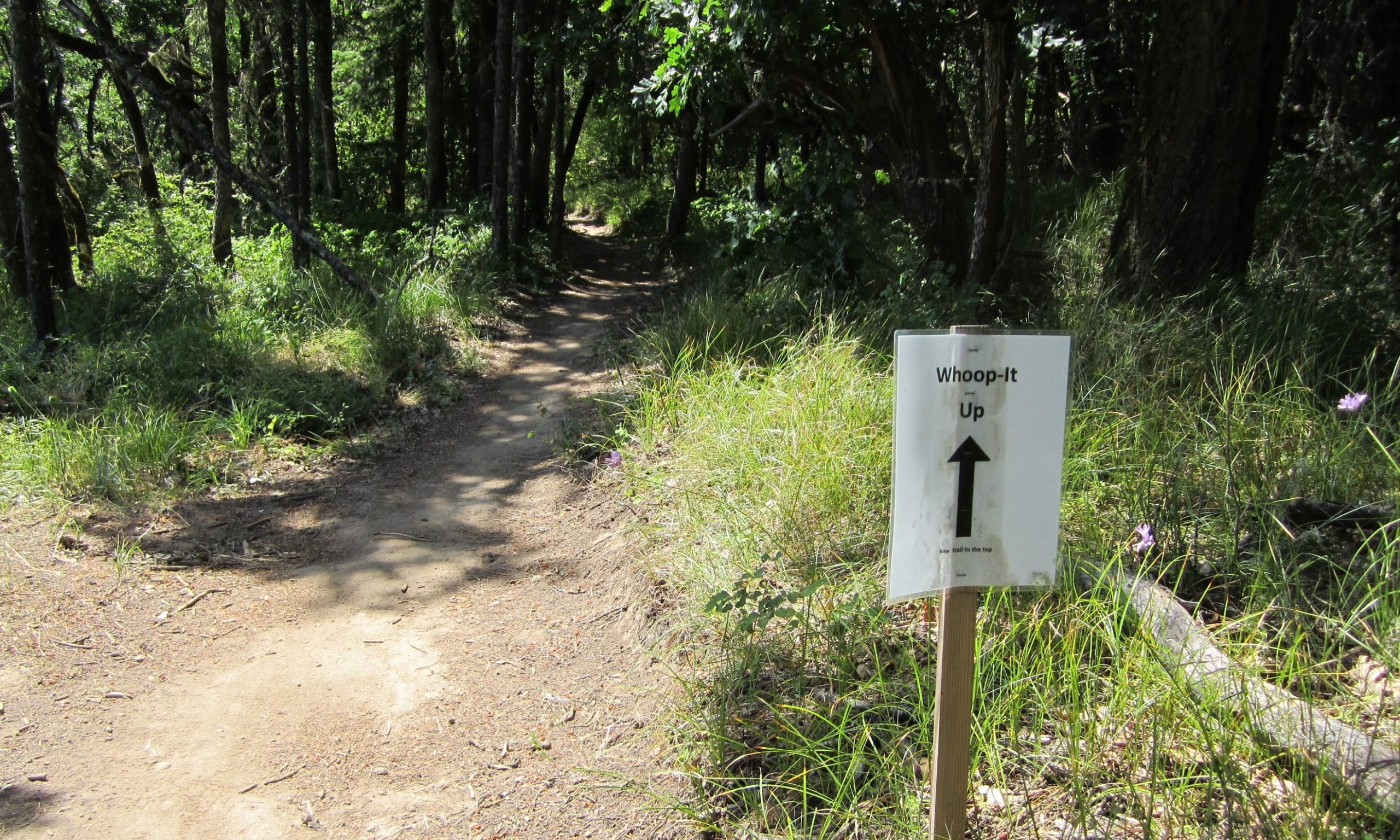 A narrow dirt trail winding through a lush forest, with green grass and trees lining the path. In the foreground, a weathered sign labeled "Whoop-It Up" with an upward arrow indicates the direction to follow. Whoopdee mountain bike trail.