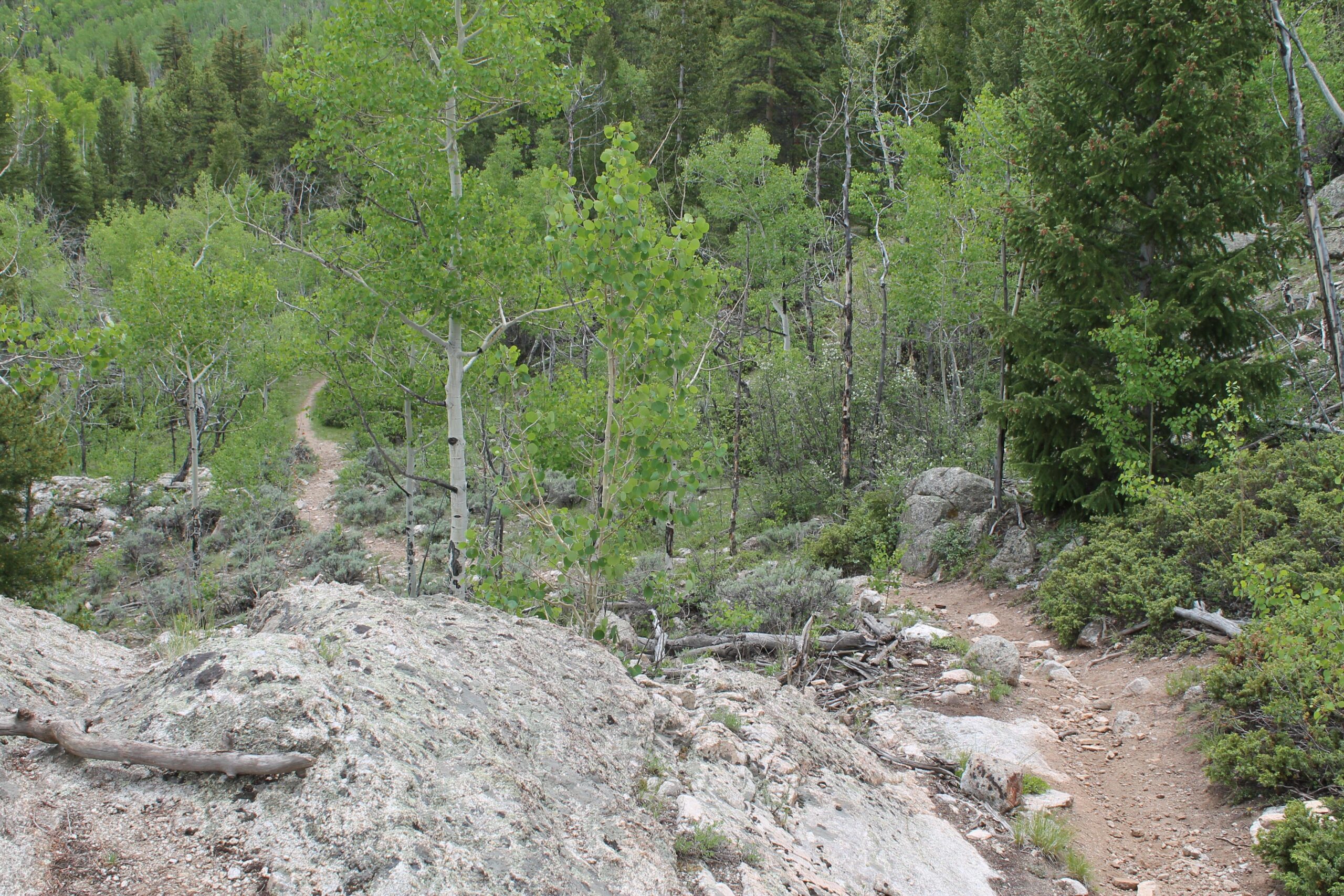 A narrow dirt trail winding through a lush, green forest, bordered by tall trees and rocky terrain. The scene captures the vibrant foliage of spring and a serene, natural atmosphere. Twin Lakes Loop mountain bike trail.
