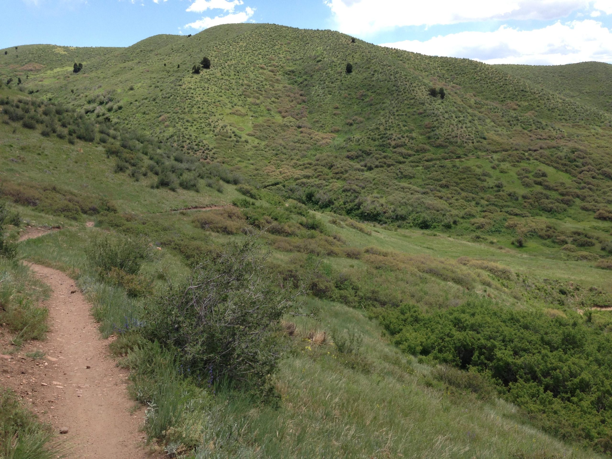 A winding dirt path meanders through lush green hills, dotted with shrubs and grass under a clear blue sky with a few clouds. The landscape is vibrant and hilly, inviting exploration of the natural surroundings. Green Mountain mountain bike trail.