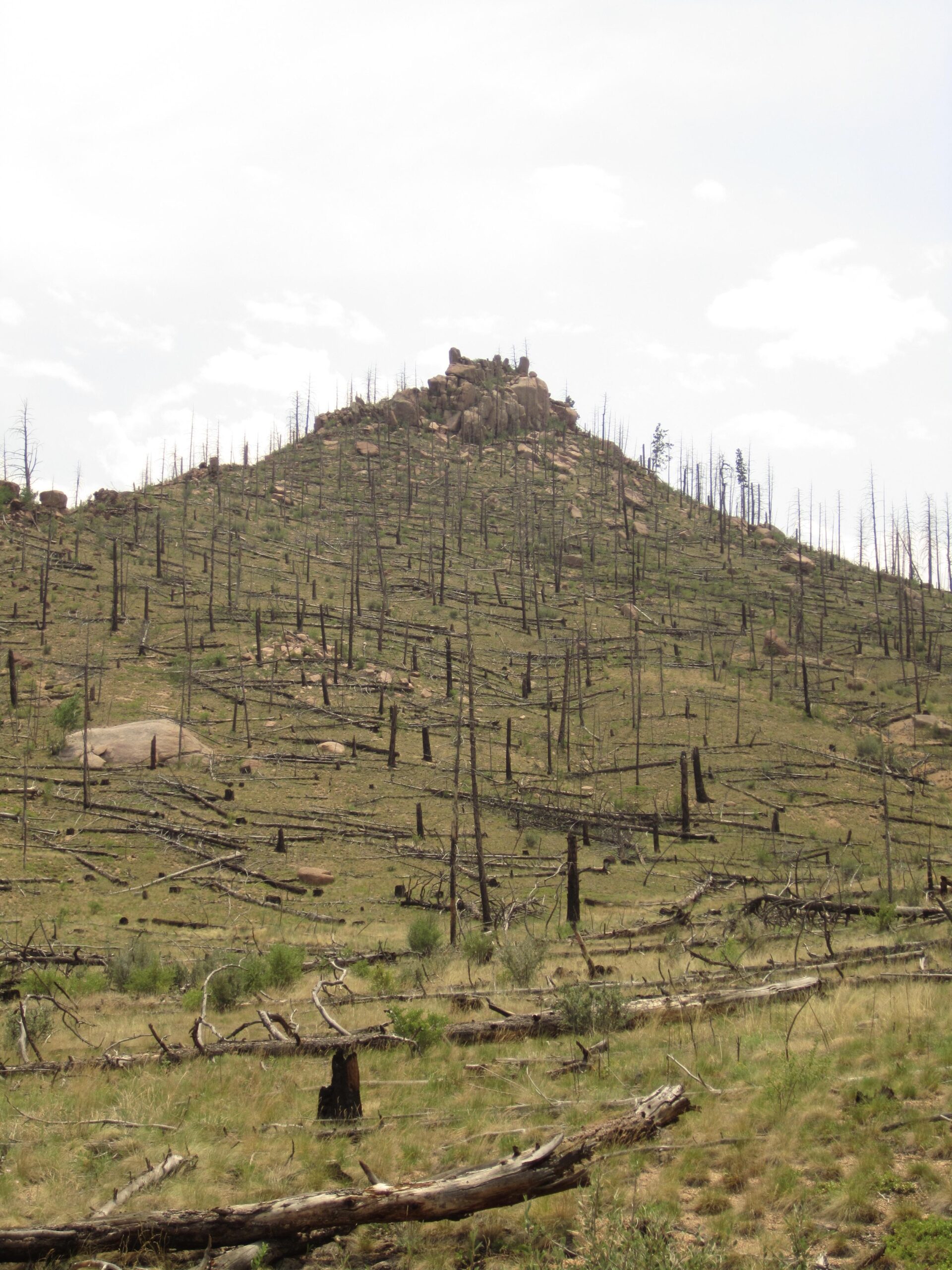 A hillside landscape featuring a prominent rocky summit surrounded by a vast area of fallen trees and scorched earth, indicating a past wildfire. The foreground shows dead tree stumps and scattered logs in a grassy area, while the sky above is partly cloudy. The scene conveys a sense of regeneration following disturbance. Buffalo Creek mountain bike trail.