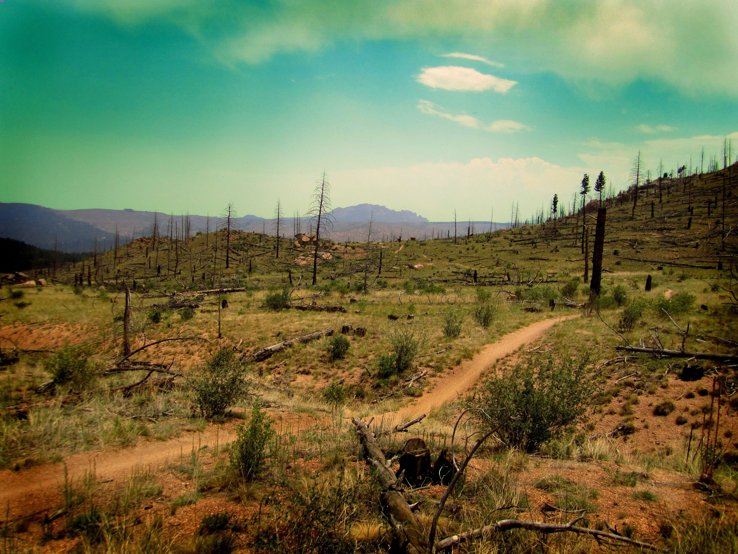 A rugged landscape featuring a dirt path winding through a barren area with scorched trees and stumps. The backdrop showcases rolling hills under a clear blue sky with a few scattered clouds, suggesting a recovery scene after a wildfire. Buffalo Creek mountain bike trail.