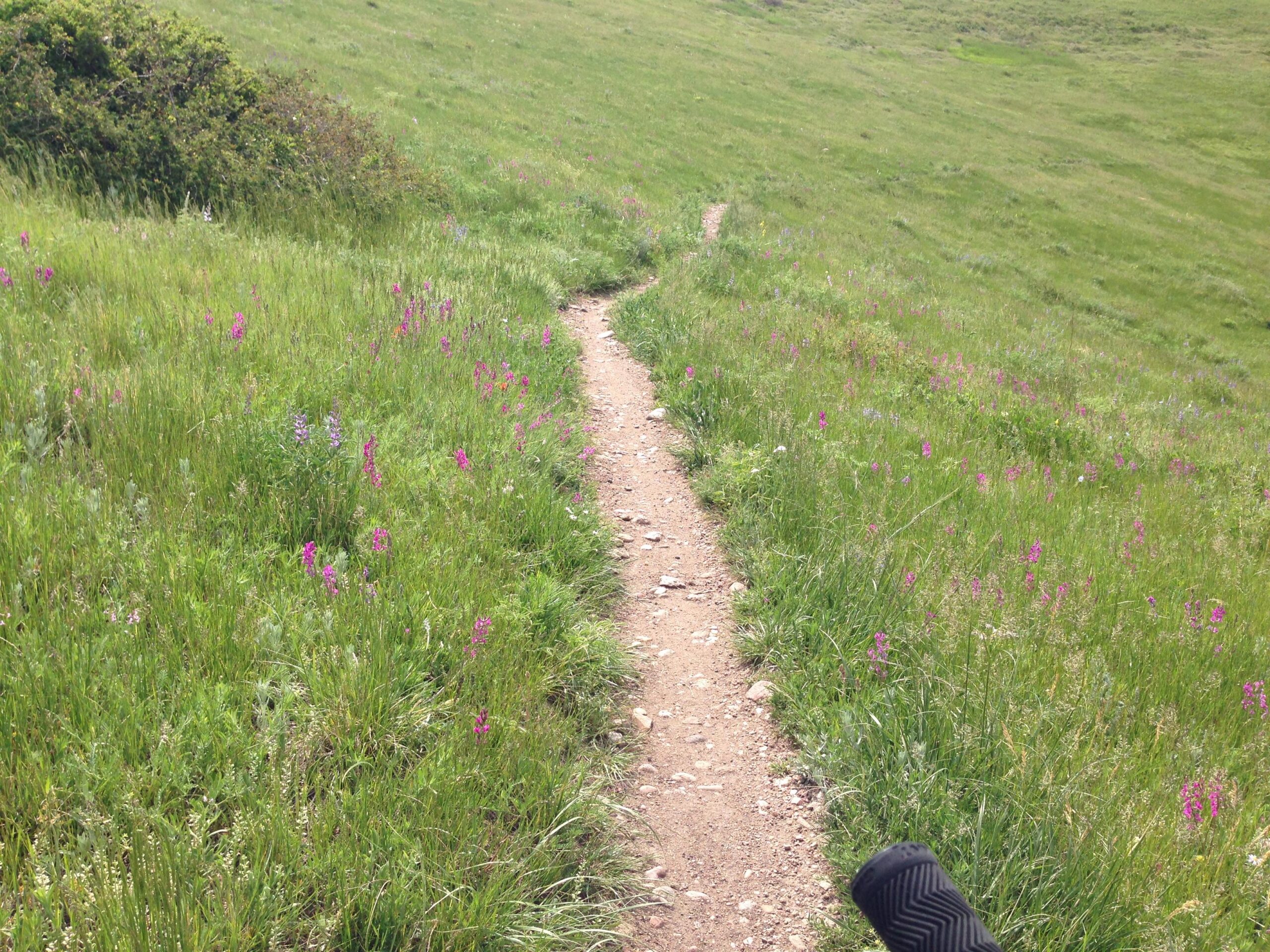 A winding dirt path through a grassy field, lined with vibrant wildflowers in shades of pink and purple, surrounded by lush greenery. Green Mountain mountain bike trail.
