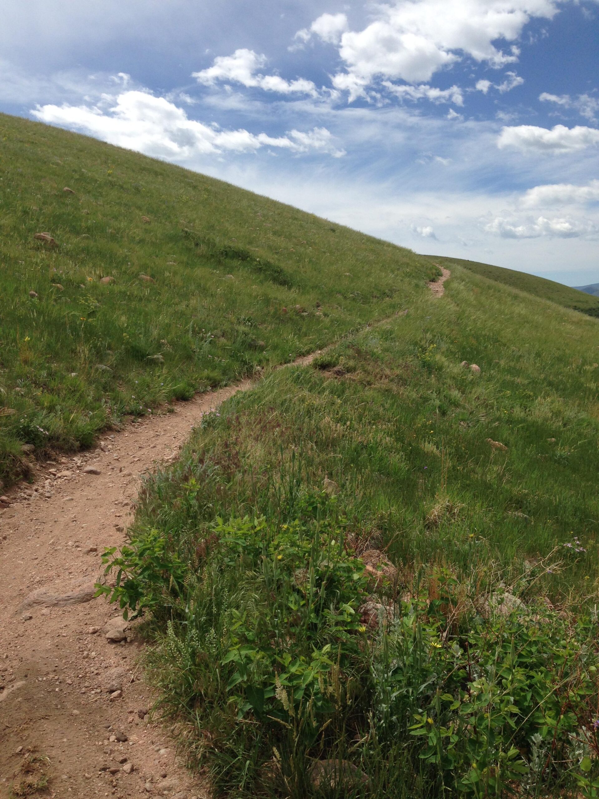 A winding dirt trail leads through vibrant green grass on a hillside, under a blue sky scattered with fluffy white clouds. The path gently curves, inviting exploration of the natural landscape. Green Mountain mountain bike trail.