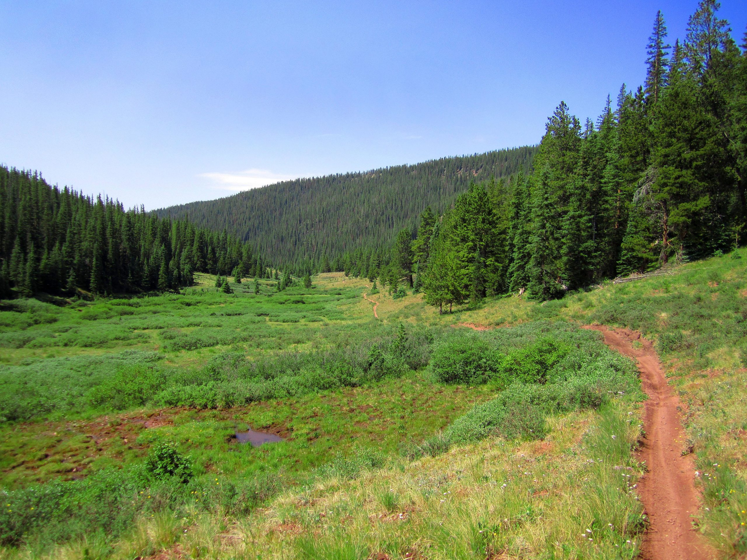 A scenic view of a lush green valley surrounded by tall pine trees, with a winding dirt path leading through the meadow. The clear blue sky above enhances the vibrant colors of the landscape, creating a tranquil outdoor setting. Reno / Flag / Bear / Deadman Loop mountain bike trail.
