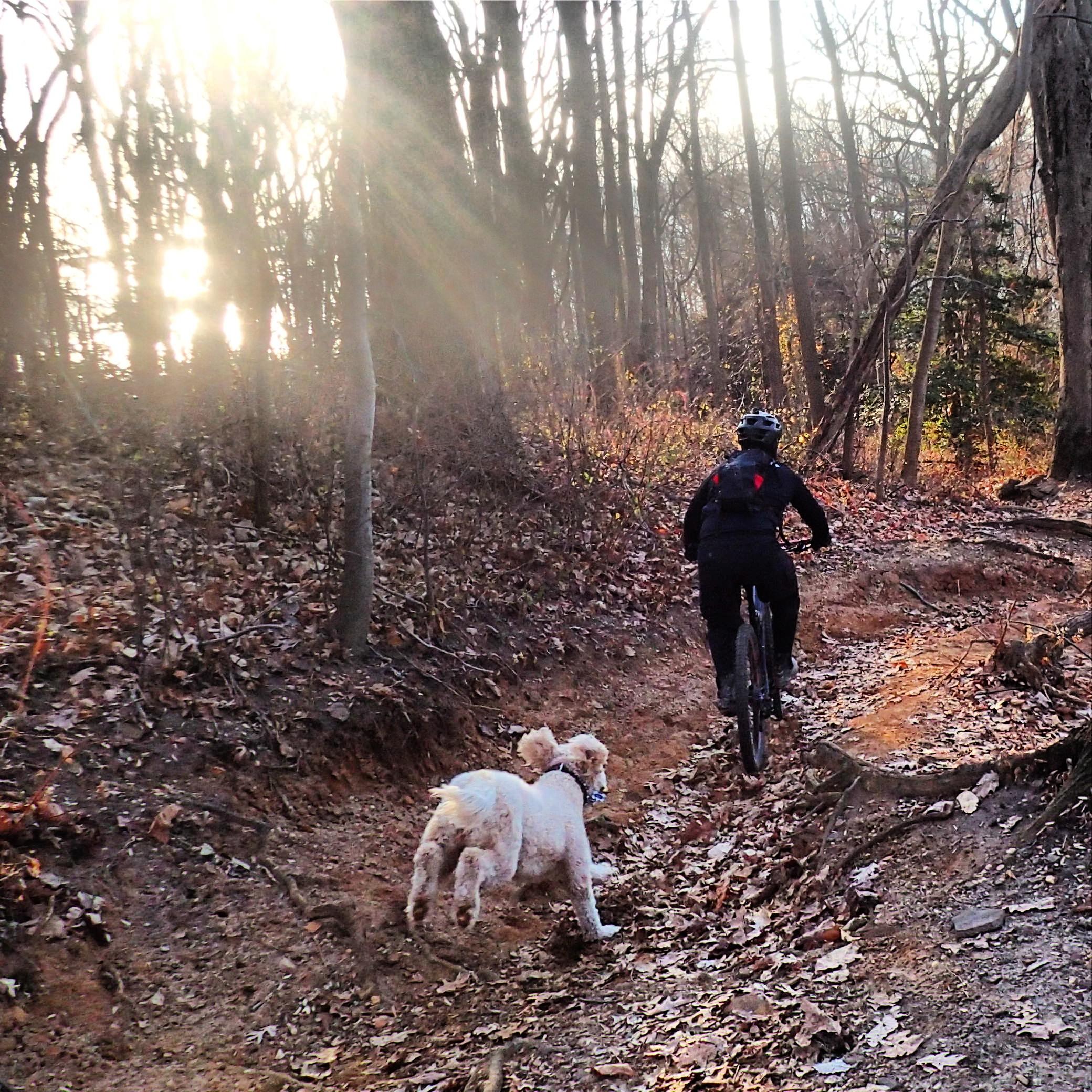 A cyclist rides along a dirt path in a wooded area, with the sun shining through the trees. A white dog runs alongside the cyclist, both enjoying the outdoor scenery. The ground is covered in fallen leaves, creating a natural autumn backdrop. Hartshorne Woods Park mountain bike trail.