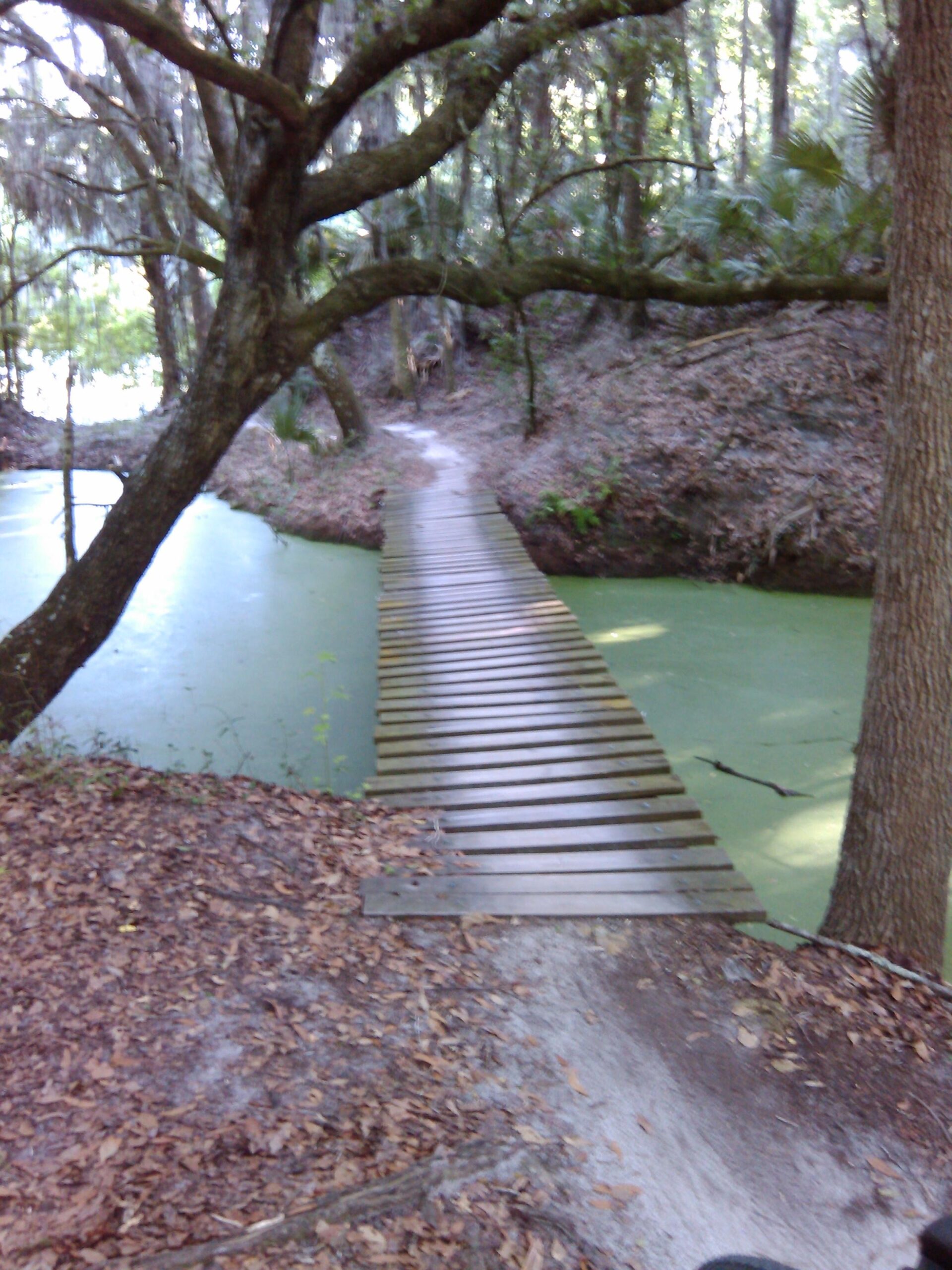 A wooden footbridge stretches over a green, algae-covered pond, surrounded by lush trees and underbrush. Fallen leaves cover the ground, creating a natural path leading to the bridge, which blends harmoniously into the tranquil forest setting. Sunlight filters through the tree canopy, casting dappled shadows. Alafia River State Park mountain bike trail.