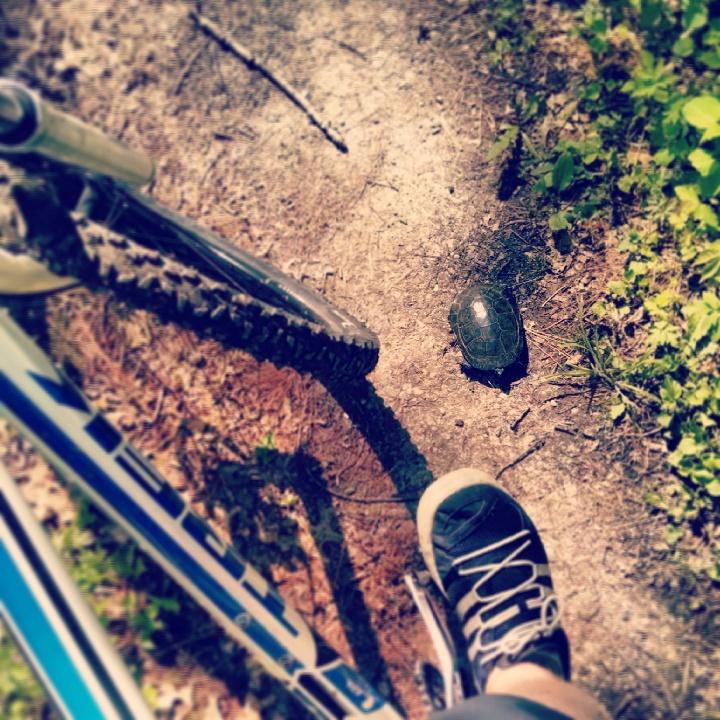 A mountain bike and a person's foot are positioned beside a small turtle on a dirt trail surrounded by greenery. John Muir Trails mountain bike trail.