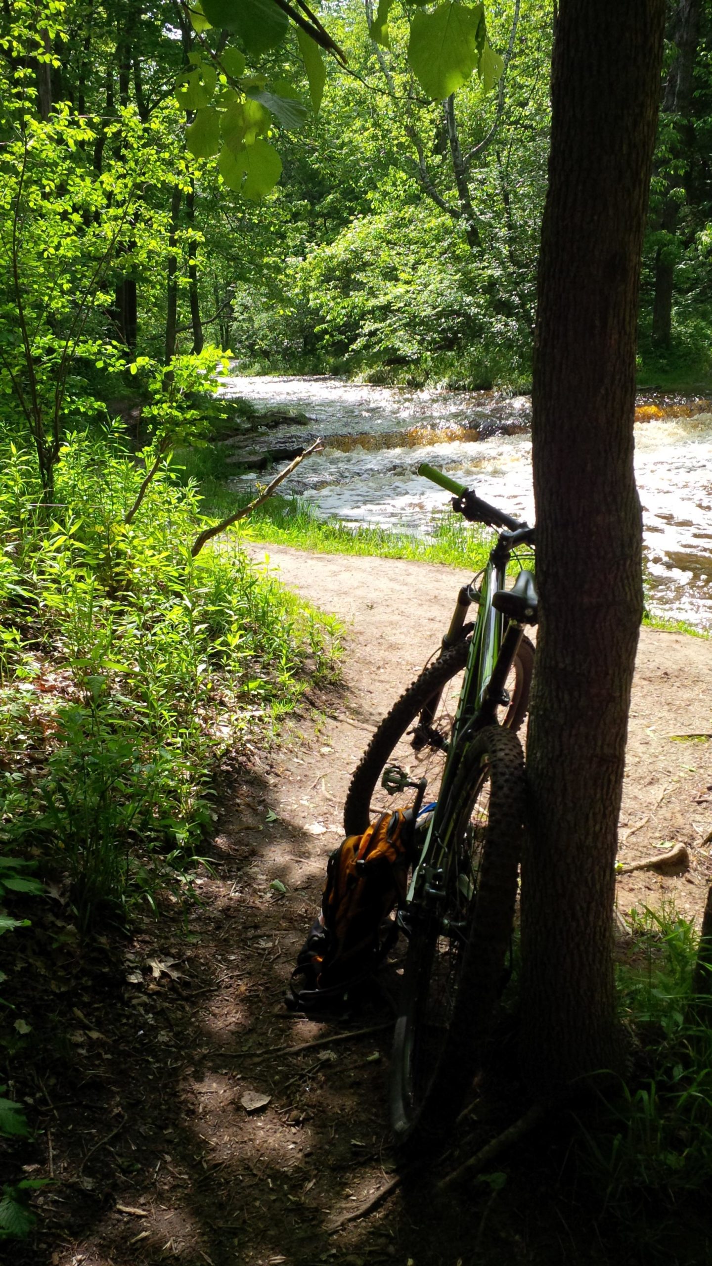 A mountain bike leaning against a tree near a forested path, with a bubbling creek flowing in the background. Lush greenery surrounds the scene, creating a peaceful outdoor atmosphere. Baird Creek mountain bike trail.