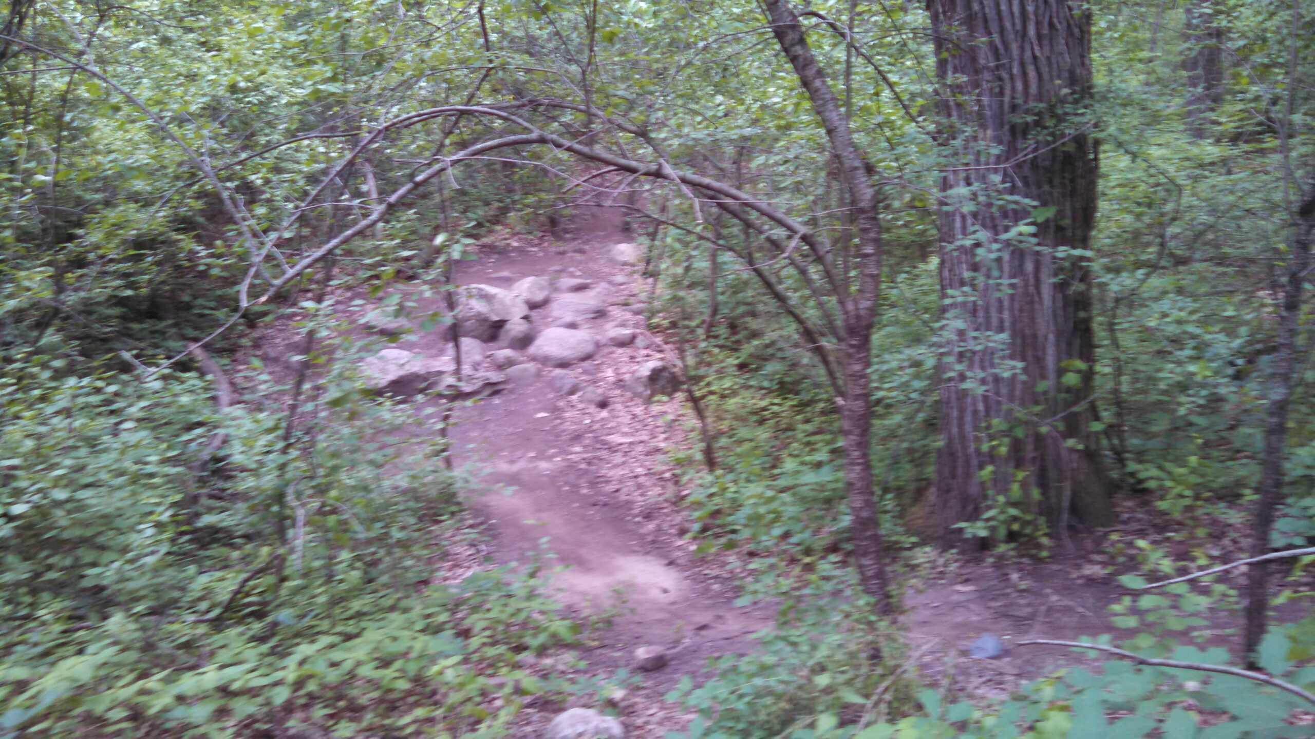 A dirt path winding through a lush green forest, bordered by rocks and dense foliage, with trees and branches overhead. Emma Carlin mountain bike trail.