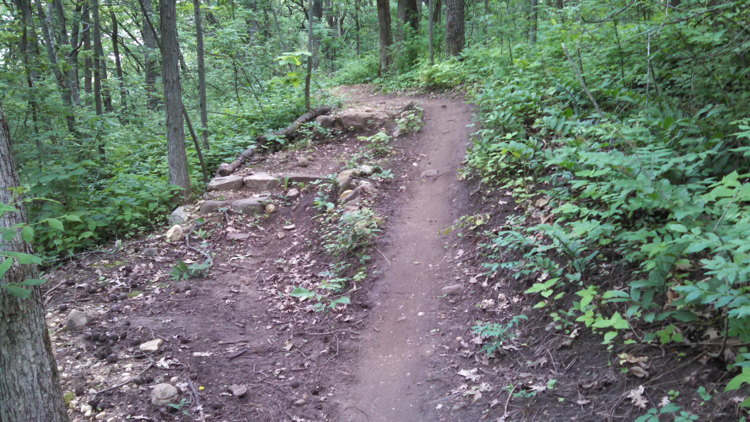 A winding dirt path through a lush forest, bordered by greenery and occasional rocks. The trail leads up a slight hill, surrounded by tall trees and dense foliage. Light filters through the leaves, creating a serene, natural atmosphere. Emma Carlin mountain bike trail.