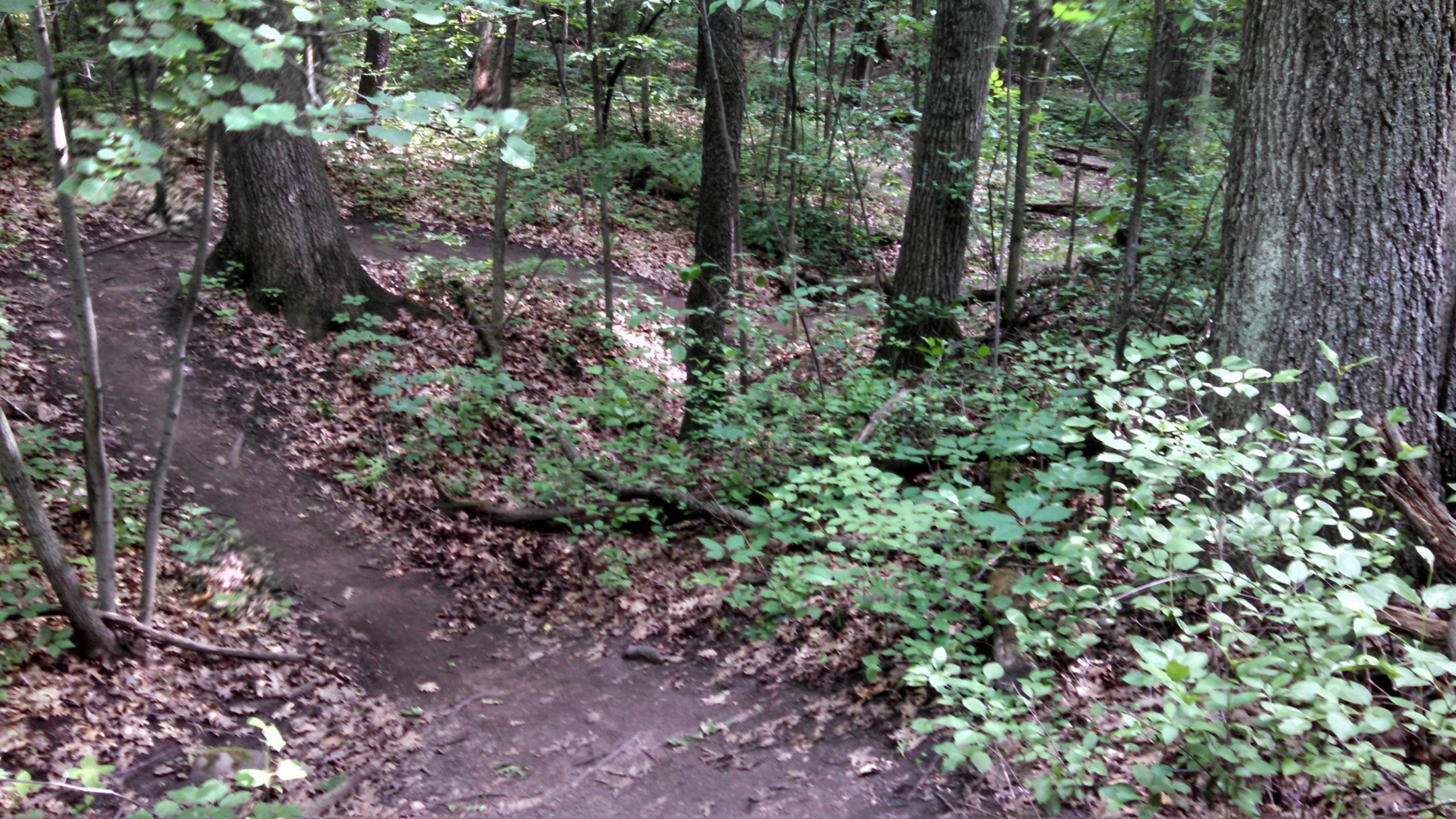 A winding dirt path through a lush green forest, surrounded by trees and undergrowth. The ground is covered in fallen leaves, and the scene is brightened by dappled sunlight filtering through the leaves. Emma Carlin mountain bike trail.