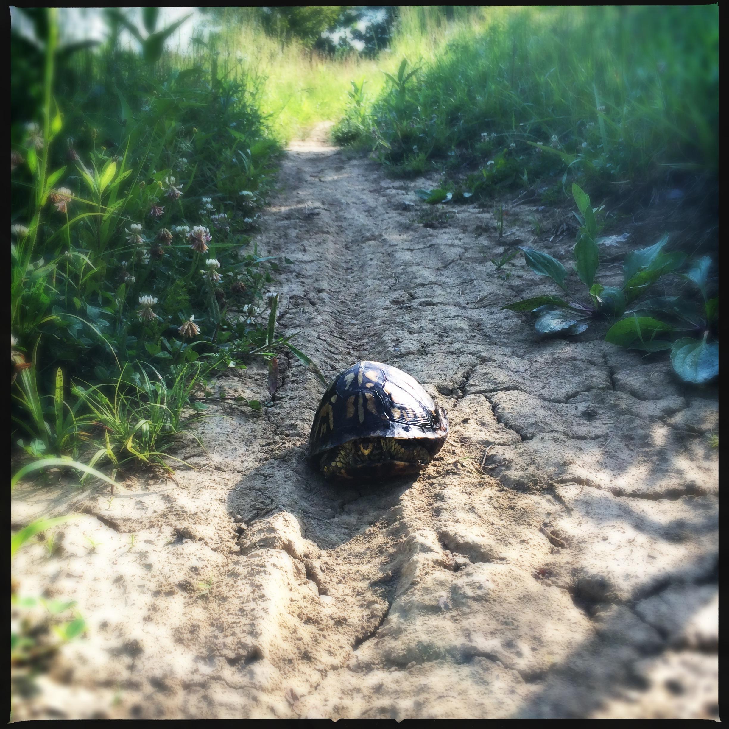 A turtle on a dirt path surrounded by tall grass and wildflowers, with a clear blue sky in the background. The turtle's shell shows distinctive patterns and colors, while the path features tire tracks and is flanked by lush vegetation. Skullbuster mountain bike trail.