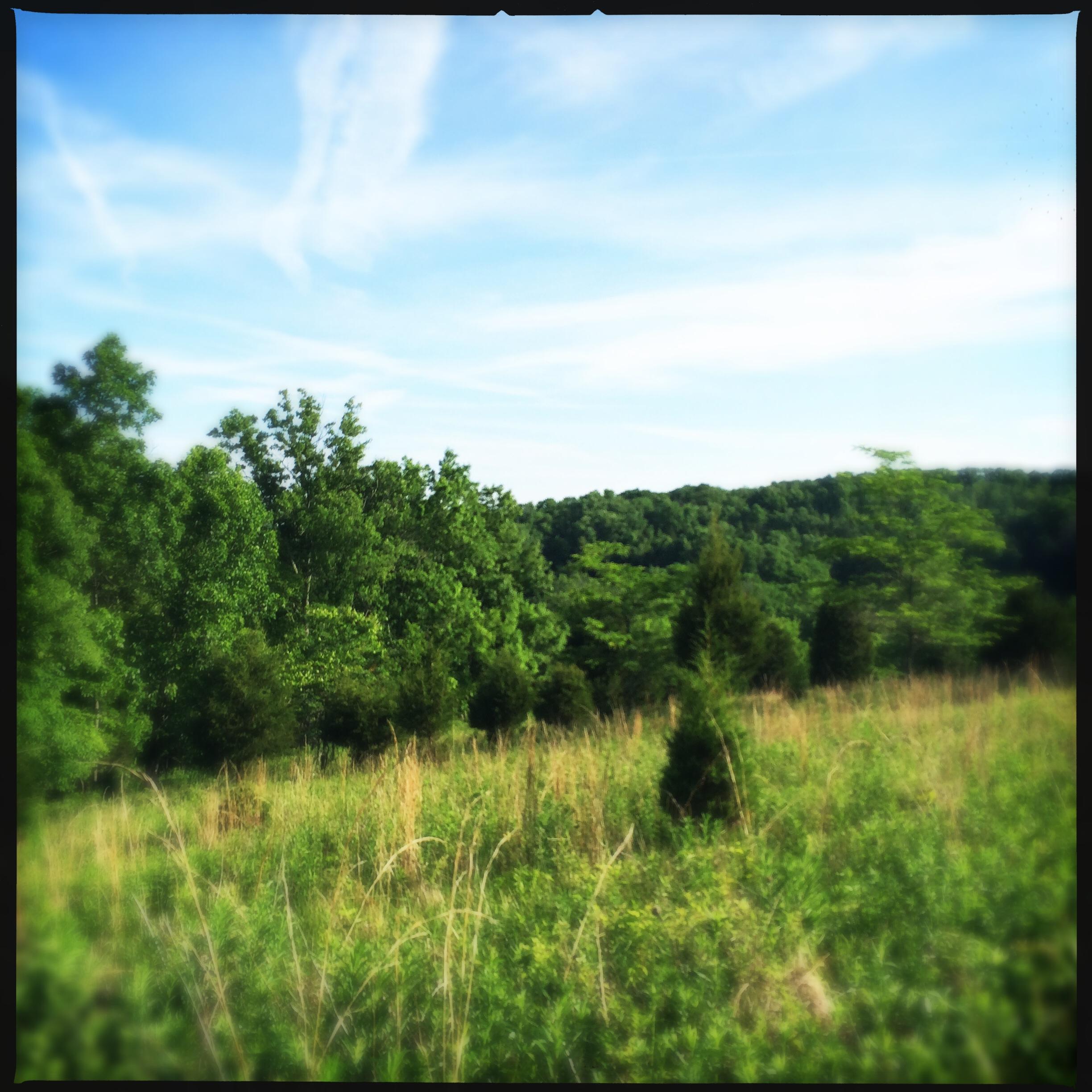A scenic landscape featuring a field of tall grasses and lush greenery, with trees in the background under a clear blue sky. The scene conveys a sense of tranquility and natural beauty. Skullbuster mountain bike trail.