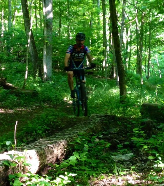 A mountain biker riding along a narrow dirt trail through a lush green forest, with tall trees and vibrant foliage surrounding the path. The biker is focused on navigating a log crossing on the trail. Skullbuster mountain bike trail.