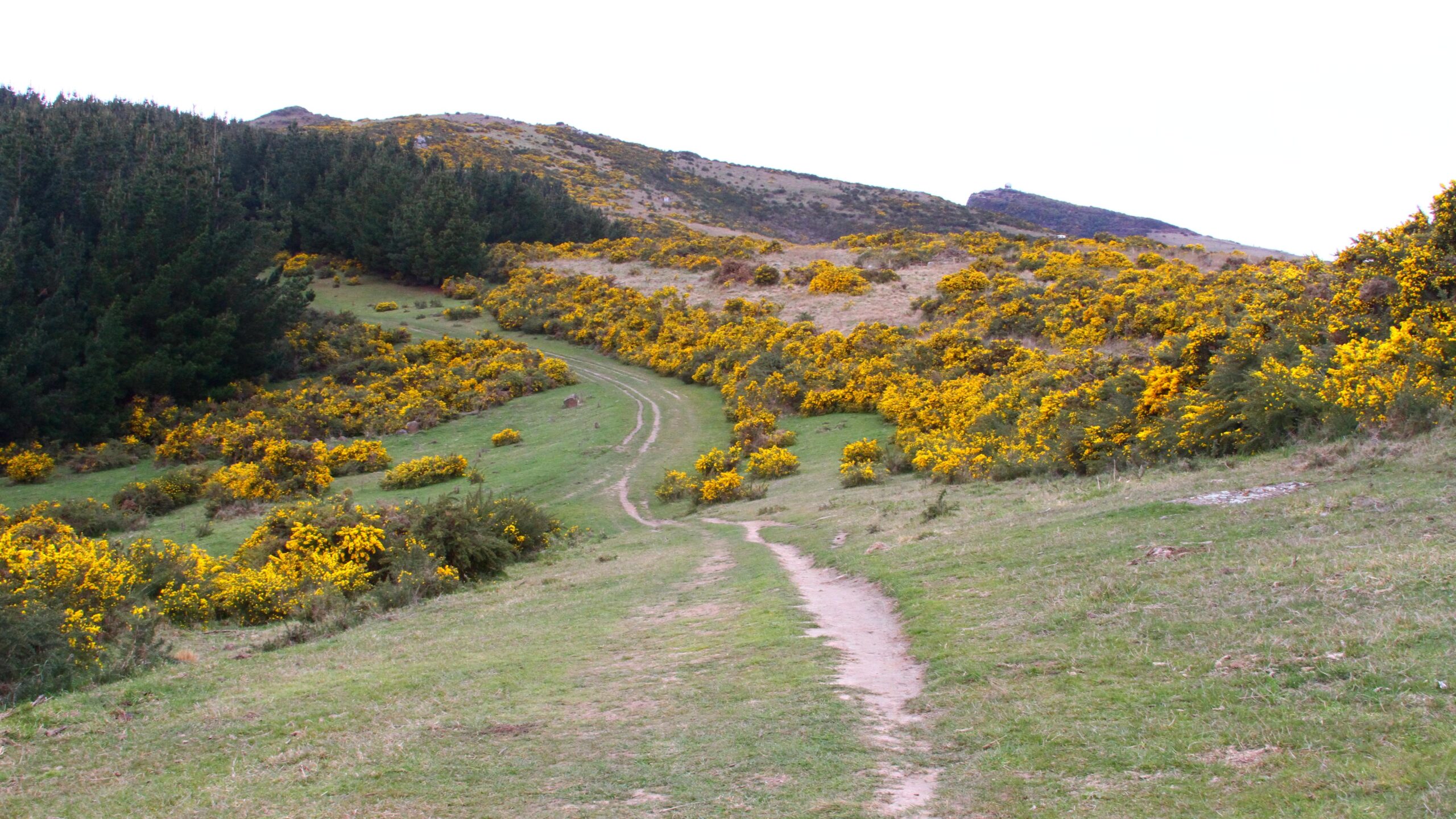 A winding dirt path leads through a lush green landscape dotted with vibrant yellow flowers and surrounded by trees on a hilly terrain. The scene captures a serene outdoor environment, inviting exploration. Port Hills Tracks mountain bike trail.