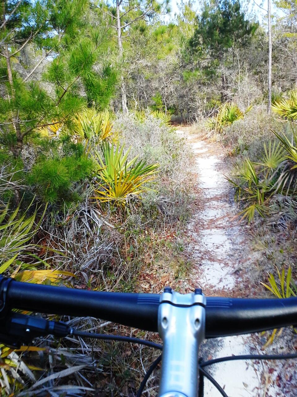 A view from the handlebars of a mountain bike on a narrow, winding trail surrounded by greenery and shrubs, with sunlight filtering through the trees above. Longleaf Pine Greenway Trail mountain bike trail.