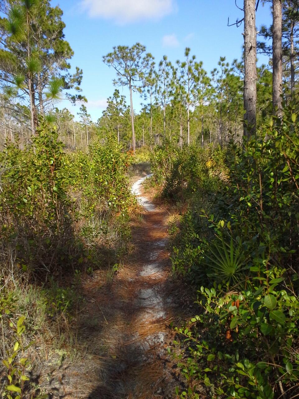 A winding dirt path through a forested area, lined with various shrubs and pine trees under a clear blue sky. The ground is covered with pine needles and sandy soil, creating a natural trail leading into the greenery. Longleaf Pine Greenway Trail mountain bike trail.