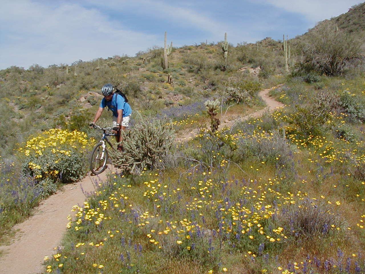 A mountain biker navigates a dirt trail surrounded by blooming yellow and purple wildflowers in a desert landscape, with cacti and rolling hills in the background under a partly cloudy sky. Hawes Loop mountain bike trail.