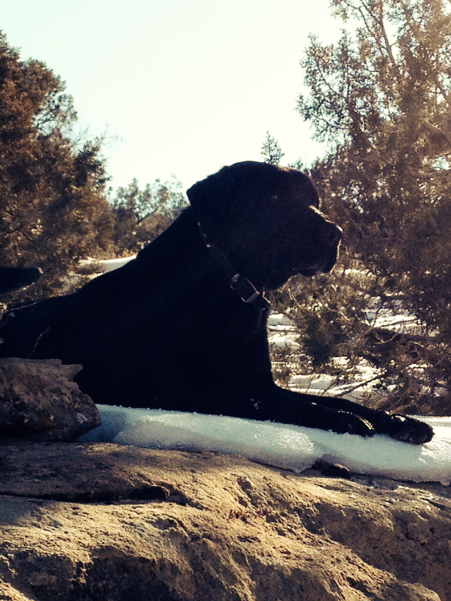 A black dog lying on a rocky surface, with some snow nearby. The dog is positioned sideways, facing slightly away from the camera, against a bright background with trees and a clear sky visible in the distance. Mary's Loop / Horsethief Bench mountain bike trail.