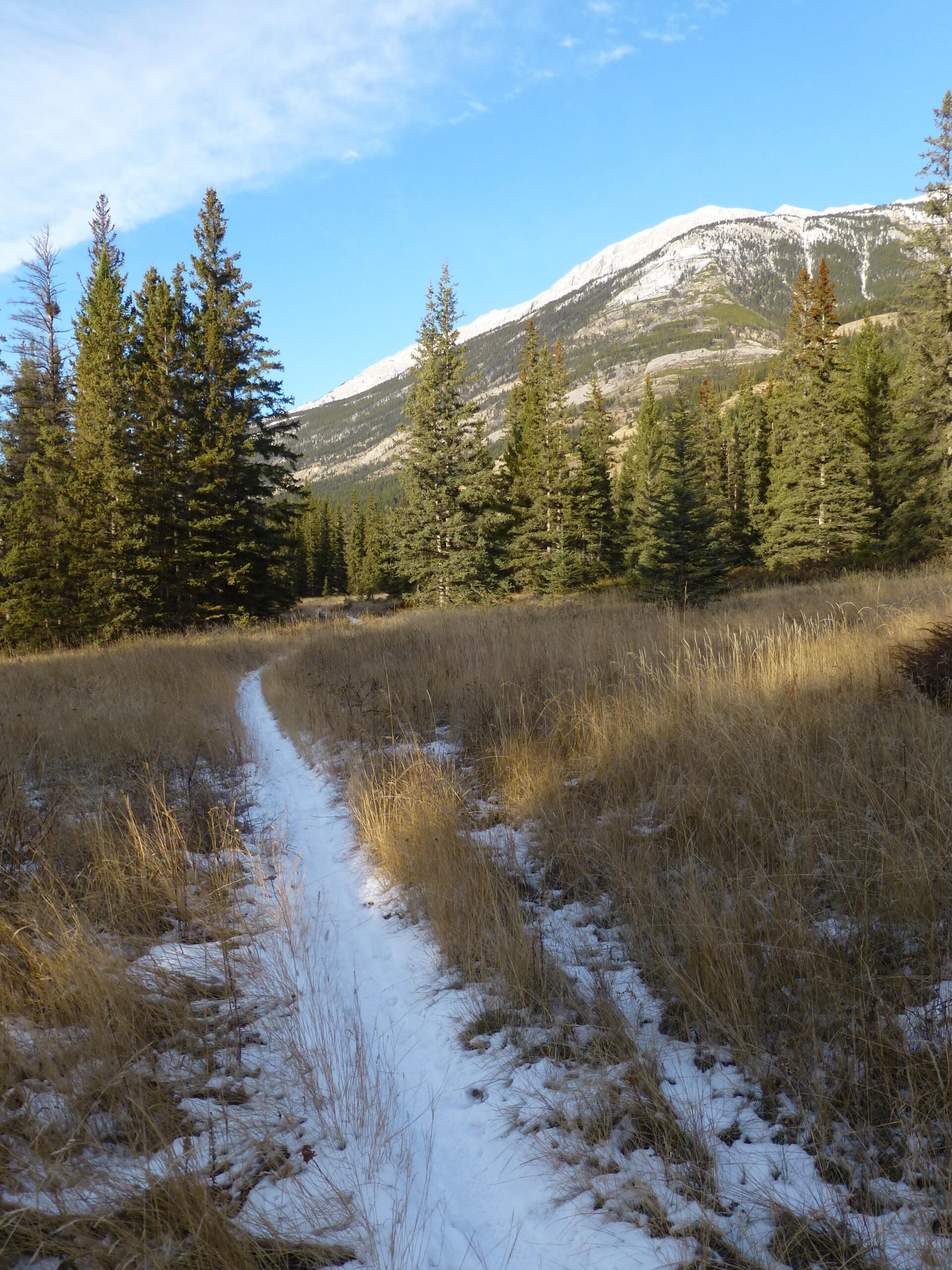 A winding dirt path leads through a grassland area, surrounded by tall coniferous trees and a backdrop of mountains under a clear blue sky. Snow is visible along the edges of the trail, contrasting with the golden grasses. The Overlander mountain bike trail.