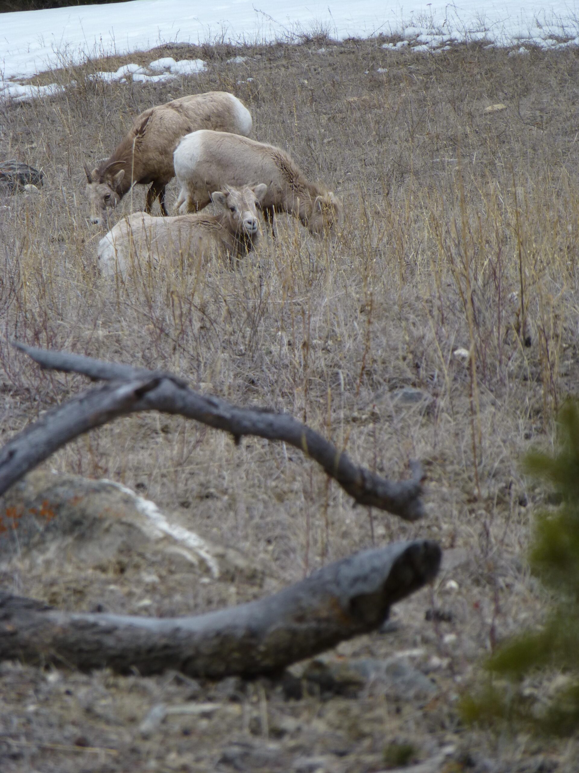 A group of three mountain goats grazing on dry grass in a natural landscape, with sparse vegetation and remnants of snow in the background. A curved fallen branch is partially visible in the foreground. Pyramid Bench mountain bike trail.