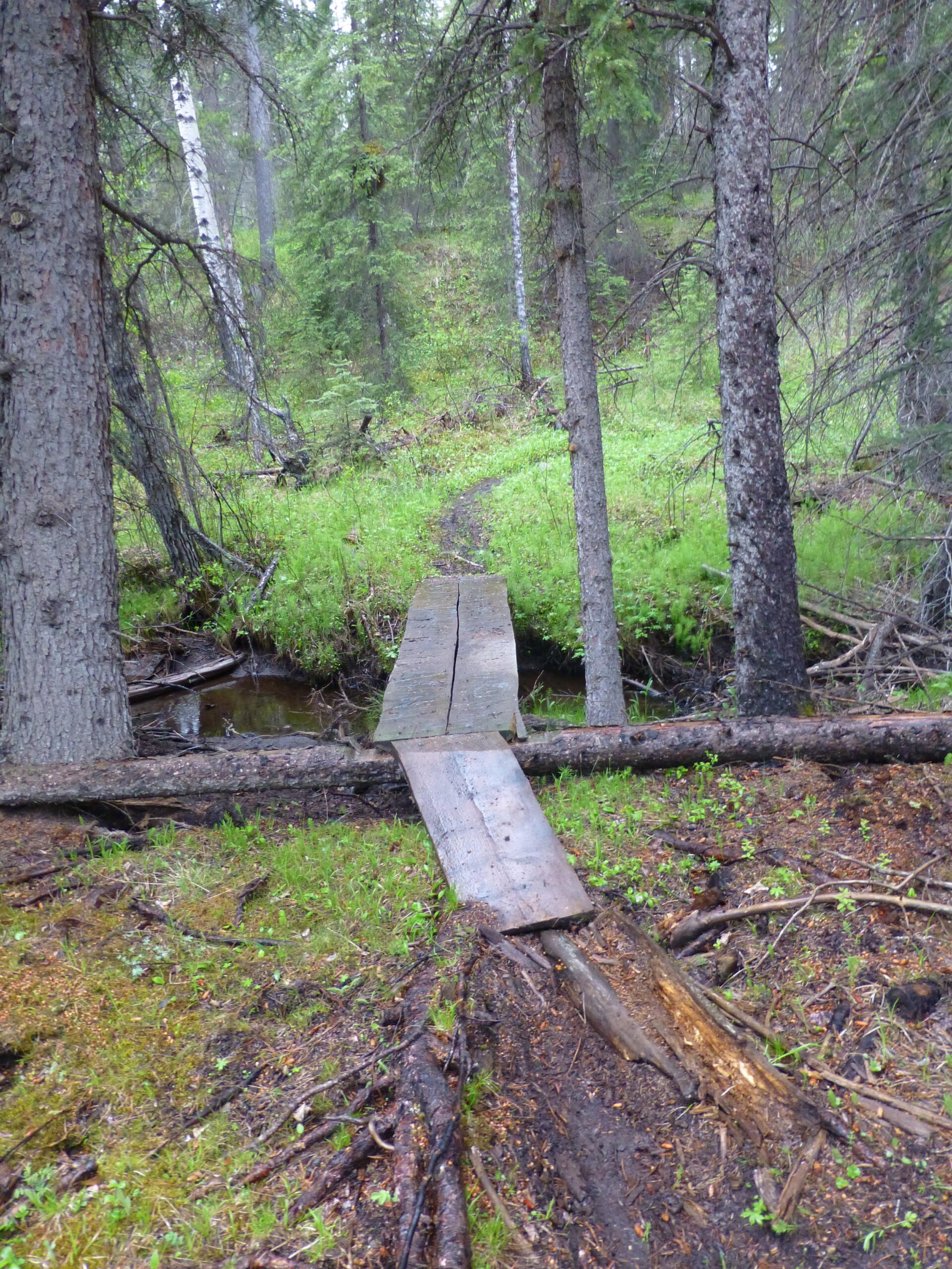 A narrow wooden footbridge spans a small creek, surrounded by dense greenery and tall trees. The pathway is slightly worn and leads deeper into a lush forested area, with ferns and grass growing abundantly. Trees are scattered throughout, some displaying vibrant green foliage, while others show signs of weathering. The scene is serene and inviting, showcasing the beauty of nature. Jack's Trail System mountain bike trail.
