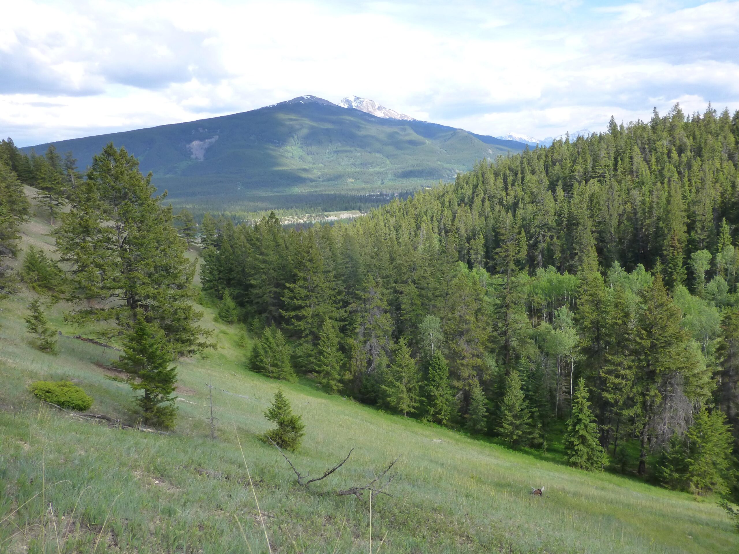 A scenic landscape featuring a lush green hillside with diverse coniferous trees, leading up to mountains in the background. The sky is partly cloudy, and snow-capped peaks can be seen in the distance. The foreground showcases a mix of grass and shrubs, adding to the natural beauty of the scene. Pyramid Bench mountain bike trail.