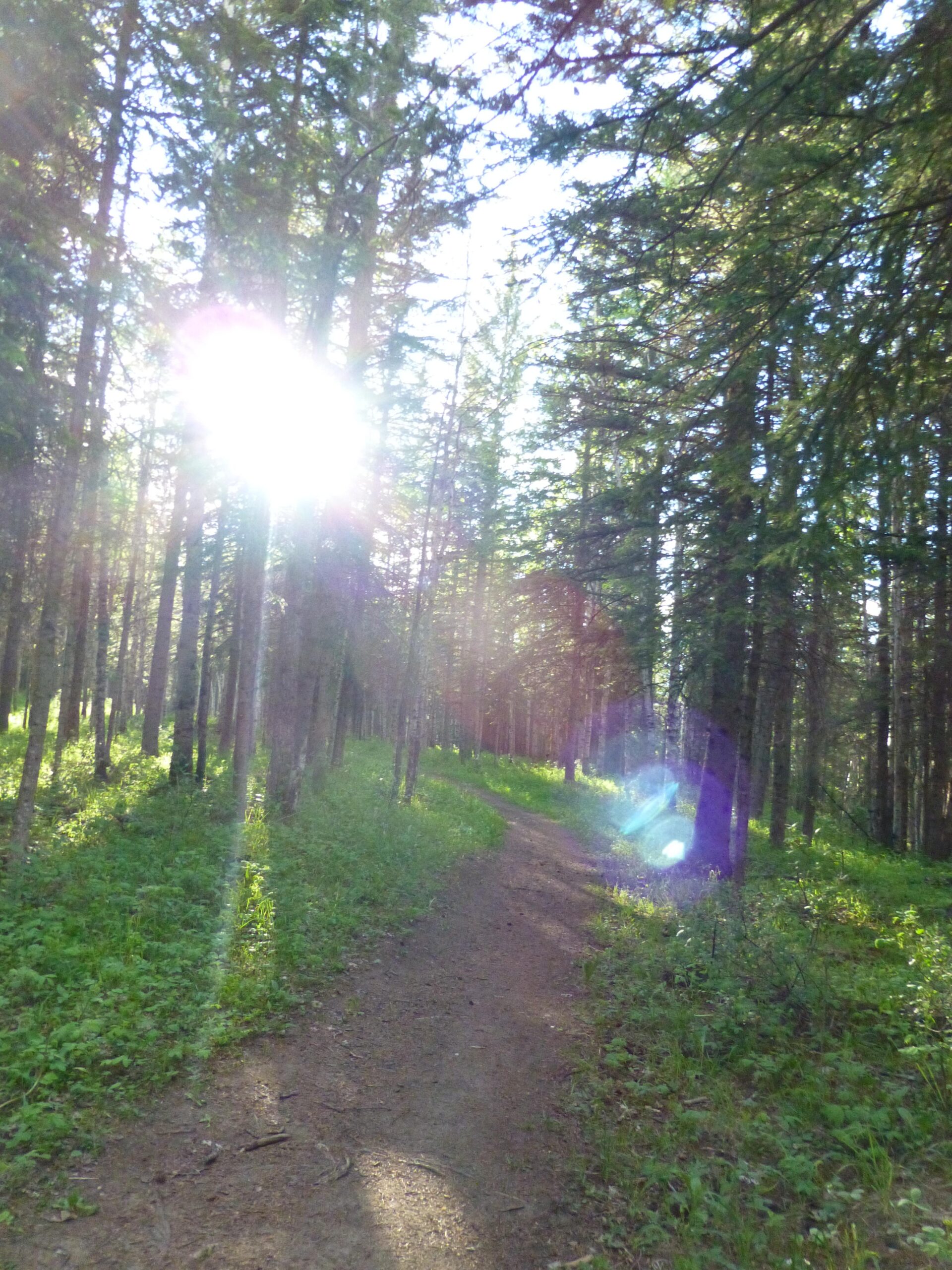 A sunbeam filters through tall trees along a winding path in a lush forest, creating dappled light on the ground. The scene captures a peaceful, natural atmosphere with green grass and foliage lining the trail. Happy Creek Trail System mountain bike trail.