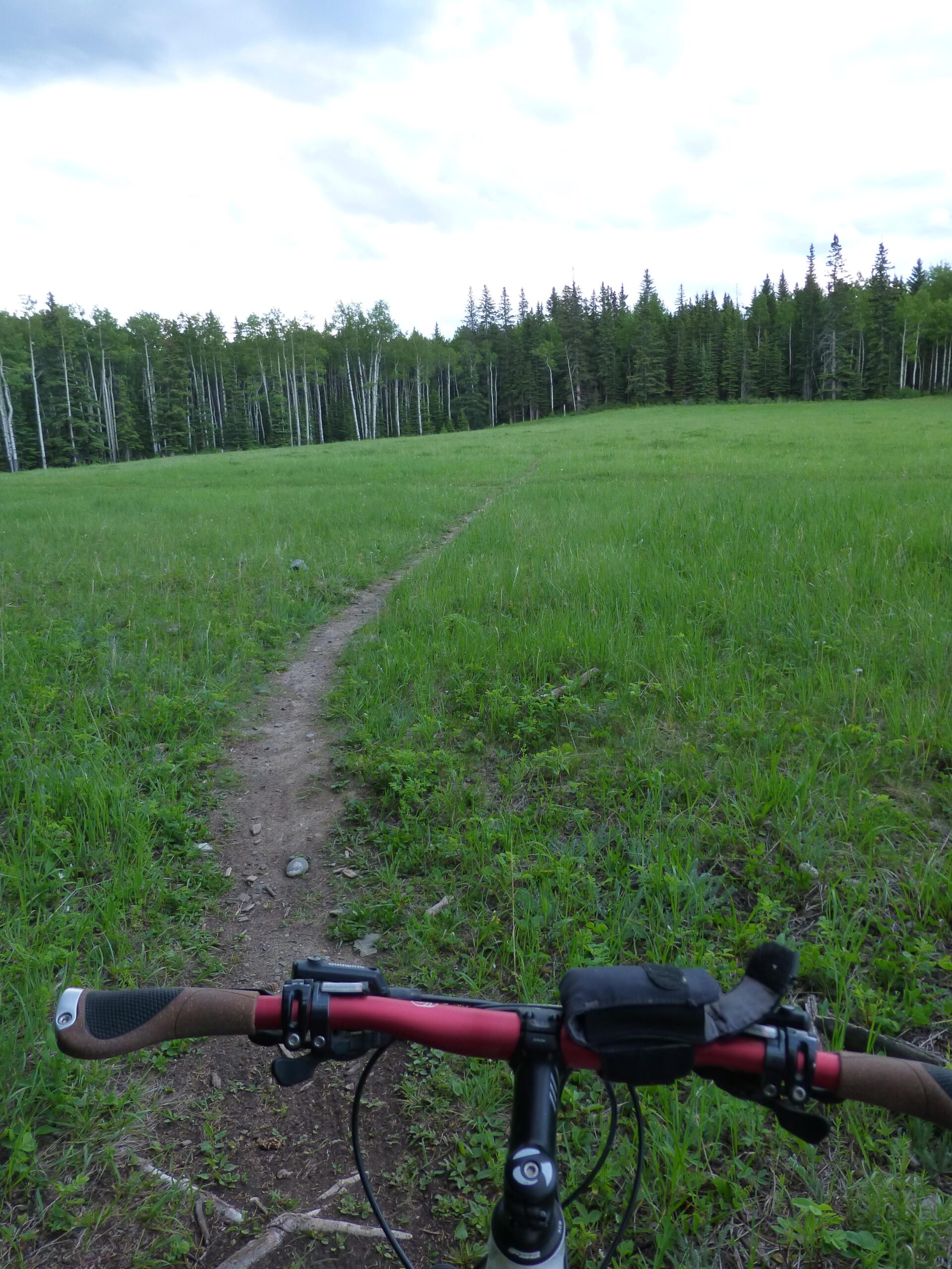 A view from the handlebars of a mountain bike on a grassy trail, leading through a lush green meadow with scattered wildflowers, surrounded by tall trees in the background. The sky is partly cloudy, creating a peaceful outdoor atmosphere. Happy Creek Trail System mountain bike trail.