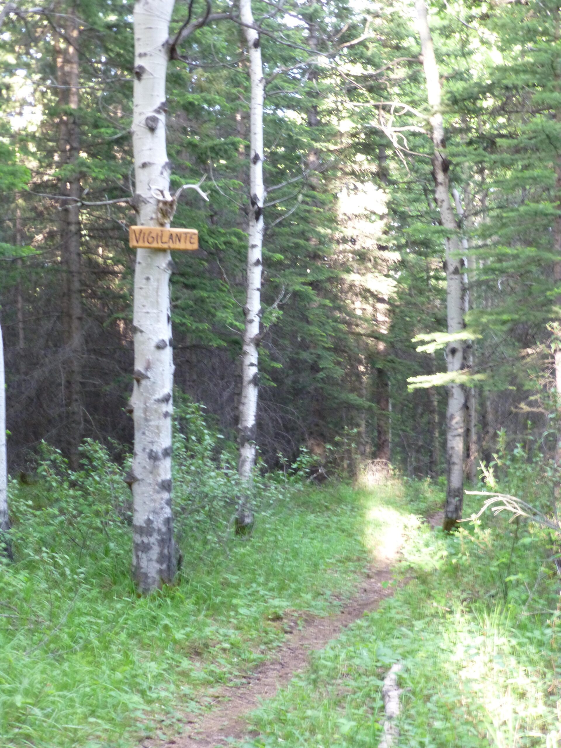 A wooded trail with tall aspen trees on either side. A wooden sign reading "Vigilante" is attached to one of the trees, indicating the trail name. The path is narrow and surrounded by lush green grass and underbrush, with dappled sunlight filtering through the leaves. Happy Creek Trail System mountain bike trail.